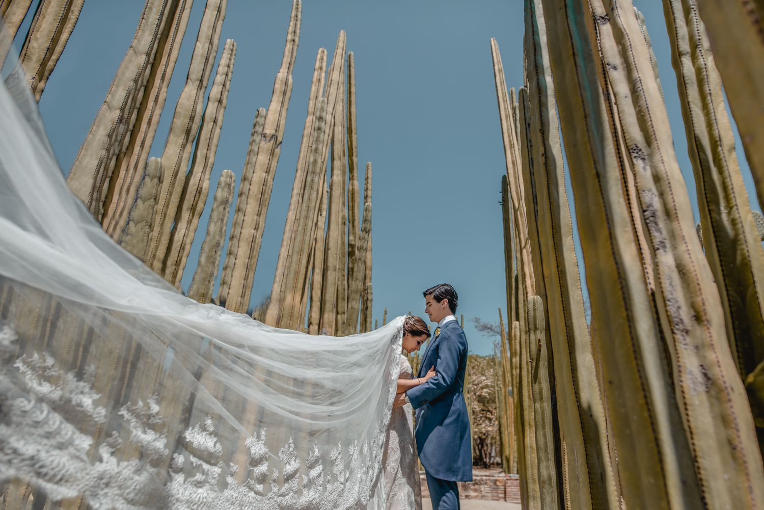 A couple in wedding attire embrace amidst tall bamboo stalks as a flowing white veil catches the breeze.