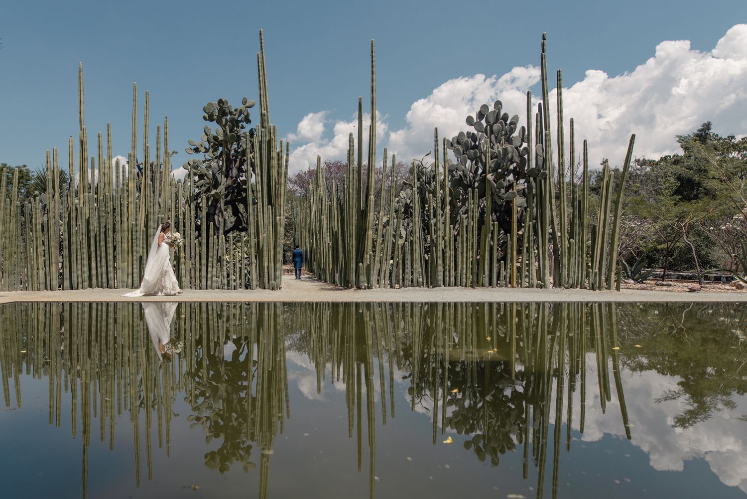 A reflection of tall cactus plants in calm water creates a mirror image against a cloudy desert landscape.