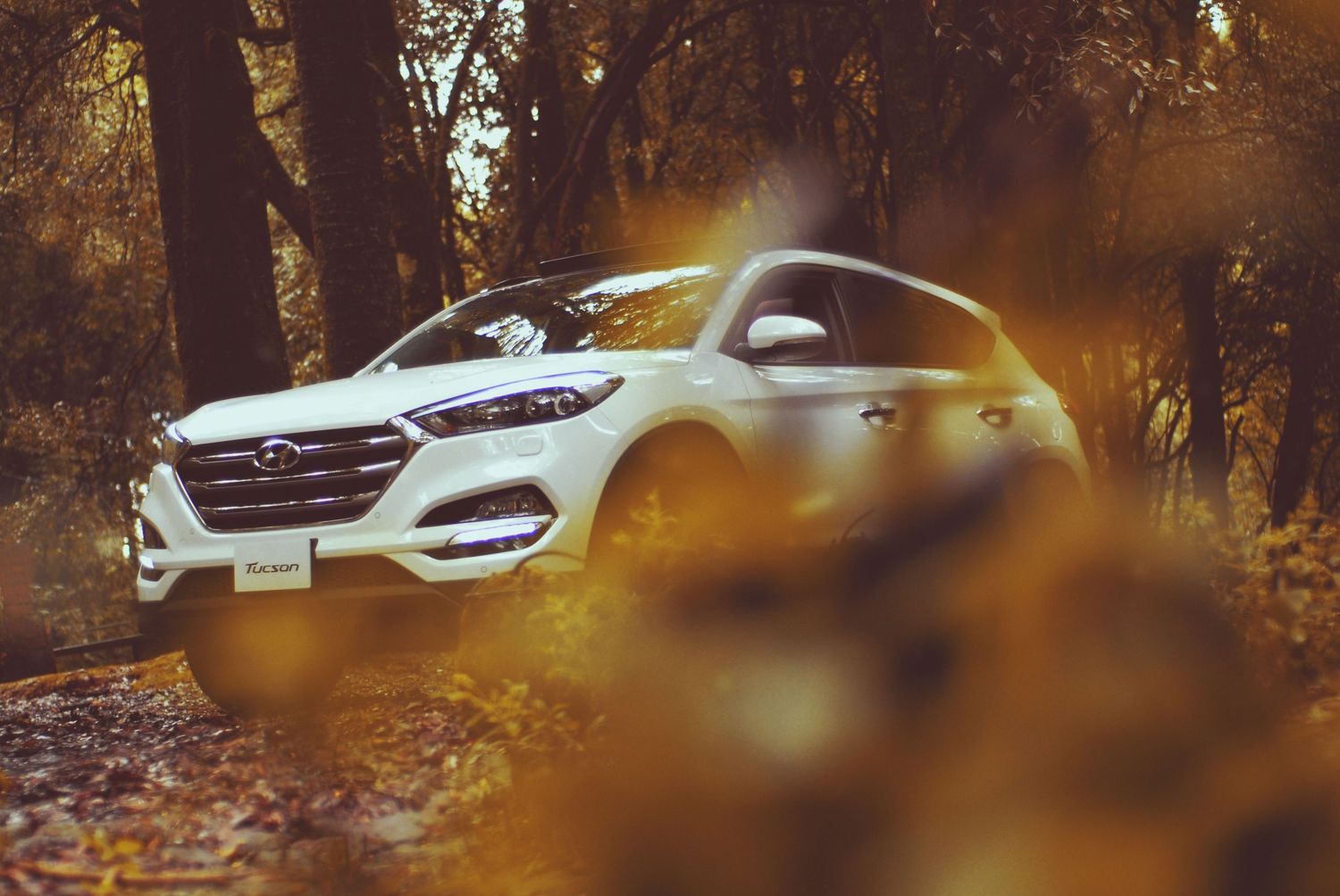 White SUV parked on autumn forest road with golden sunlight filtering through trees and fallen leaves.