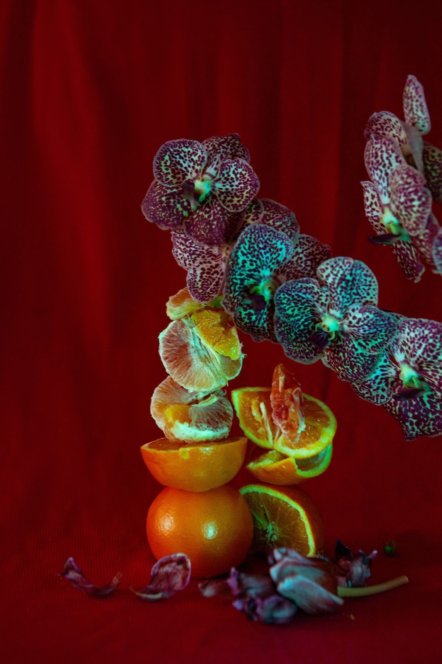 Dramatic composition of spotted orchids and citrus fruits against a rich red background.