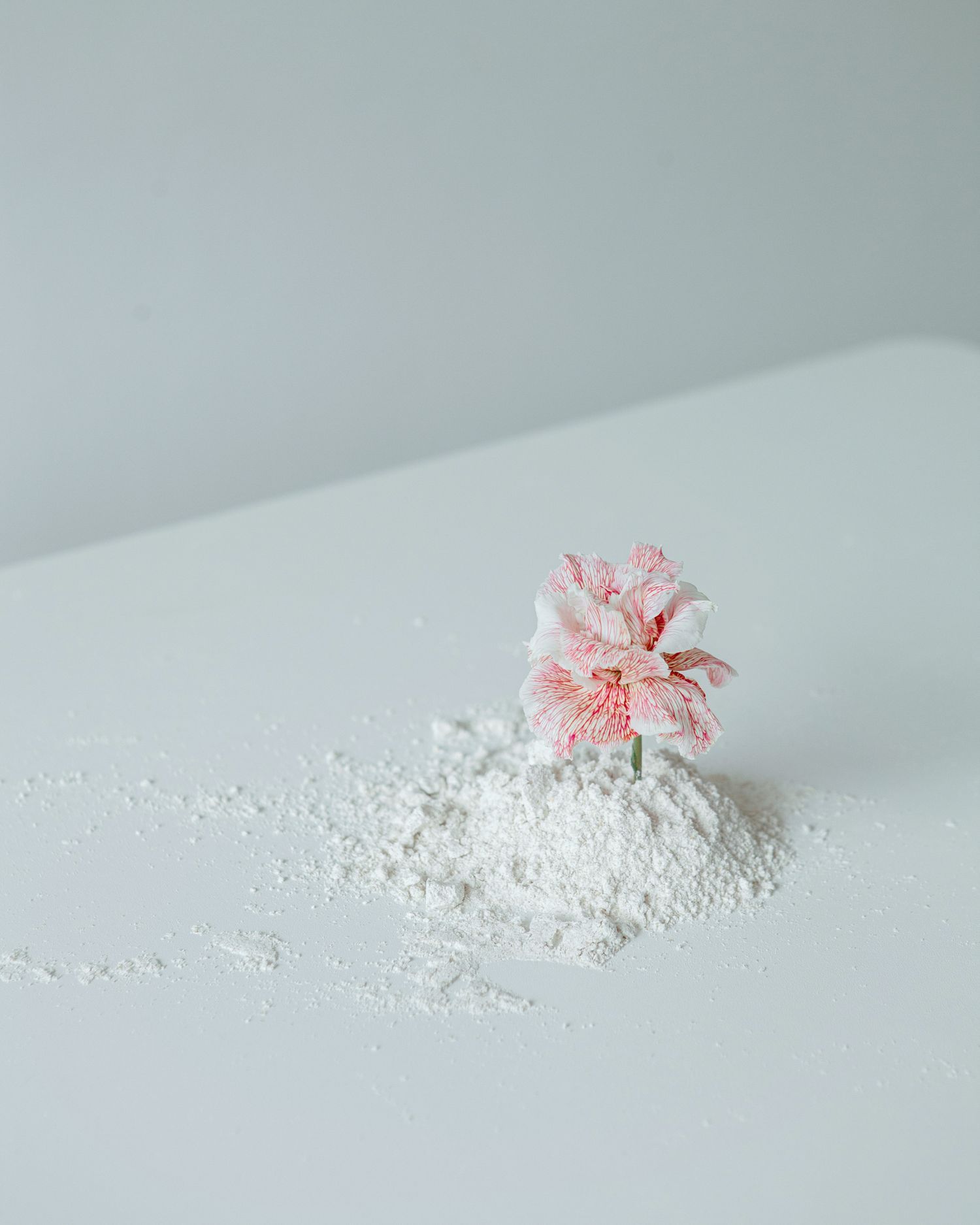 Single pink flower emerging from pile of white powder in minimalist composition.