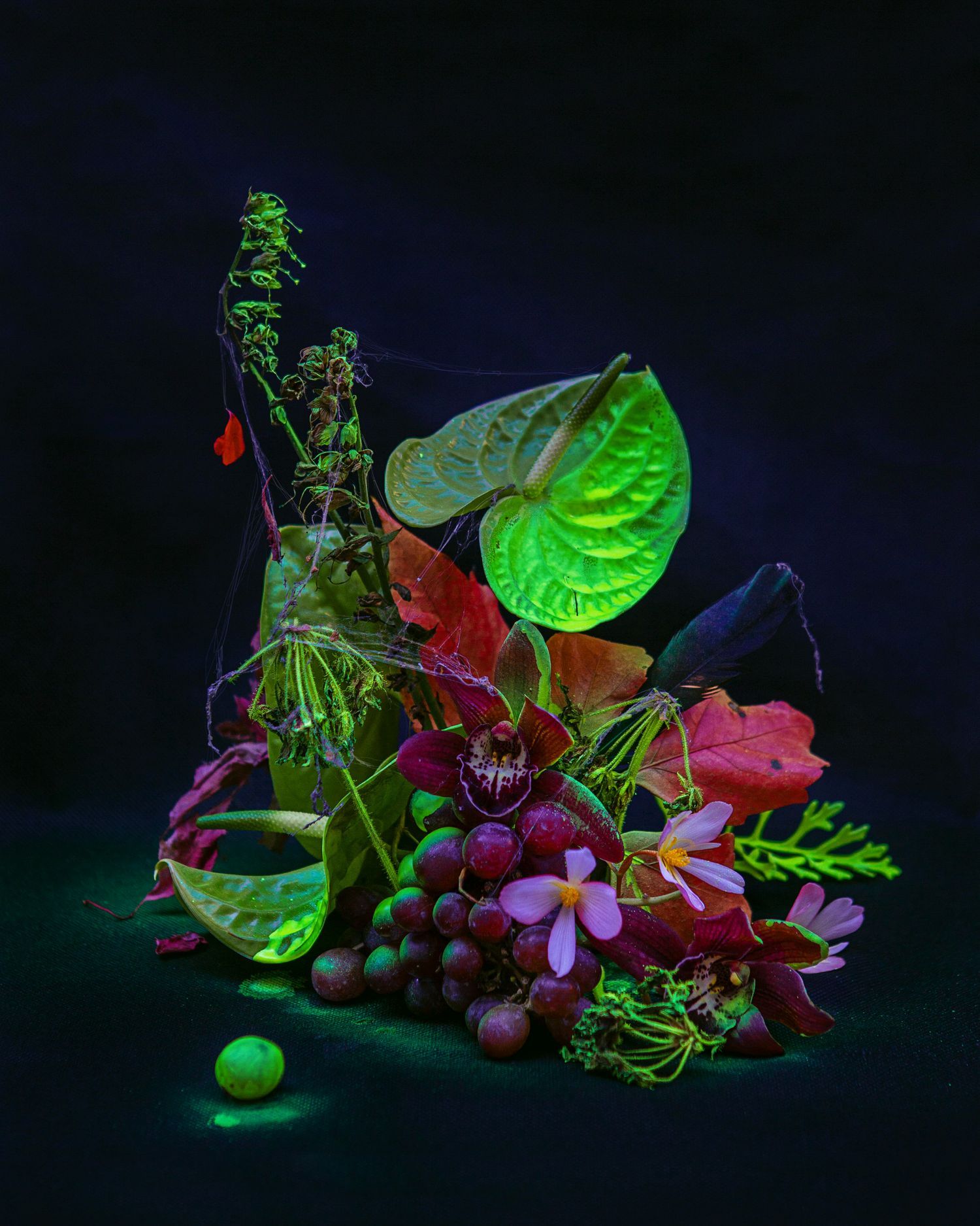 Dramatic still life of tropical leaves and flowers illuminated against dark background.