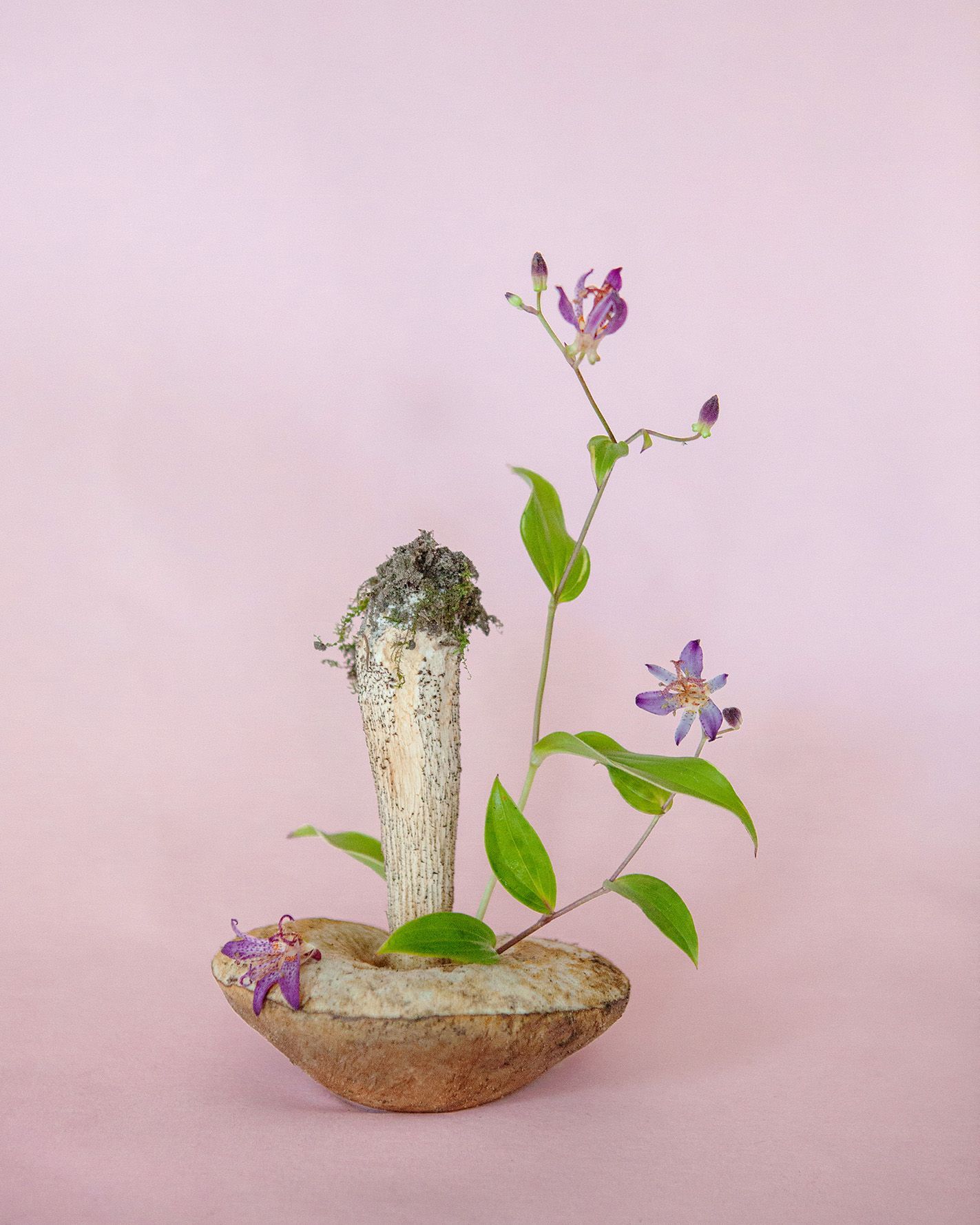 Simple purple flowers growing from antique vessel against soft pink background.