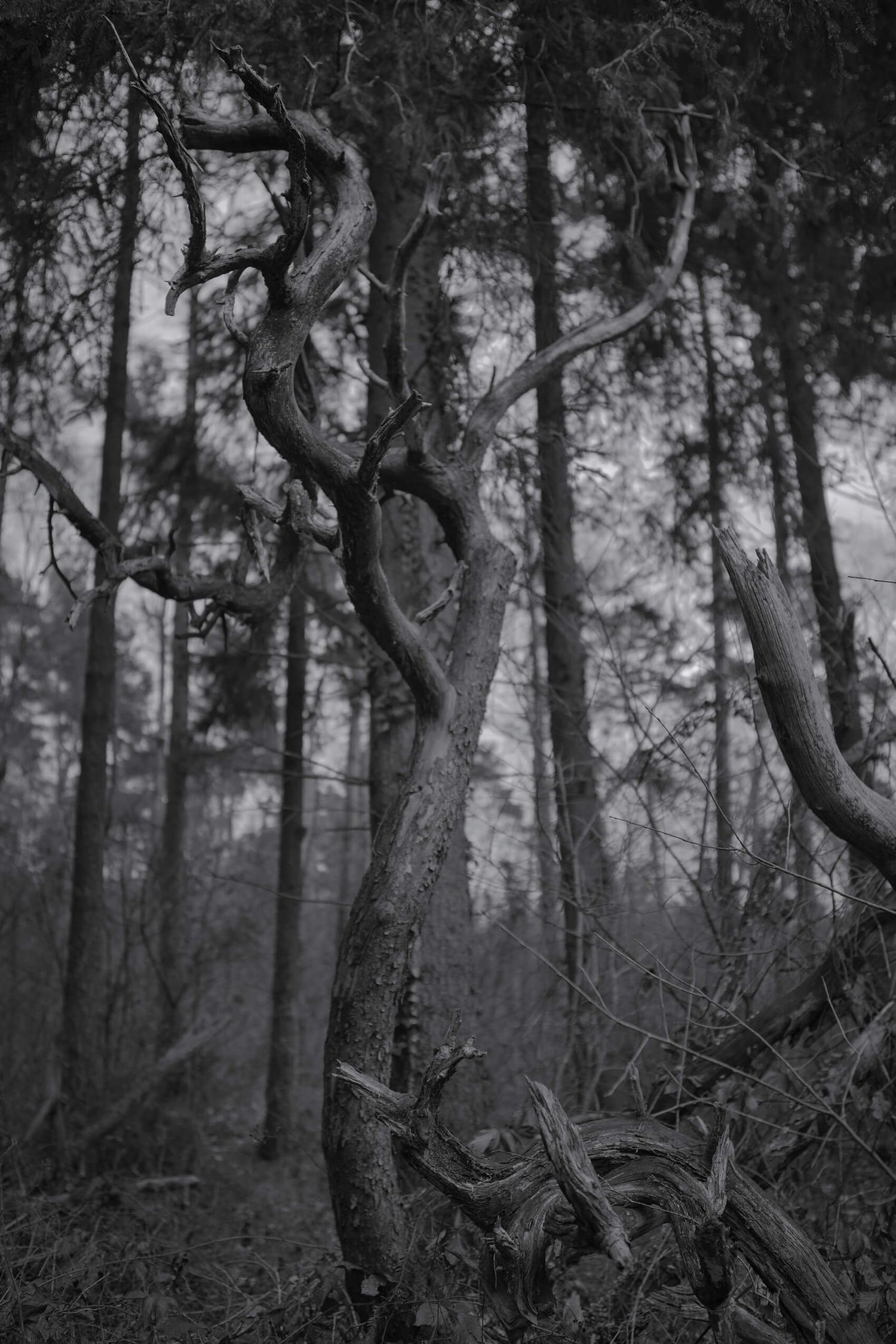 A twisted, gnarled tree branch creates an eerie silhouette in a misty forest.