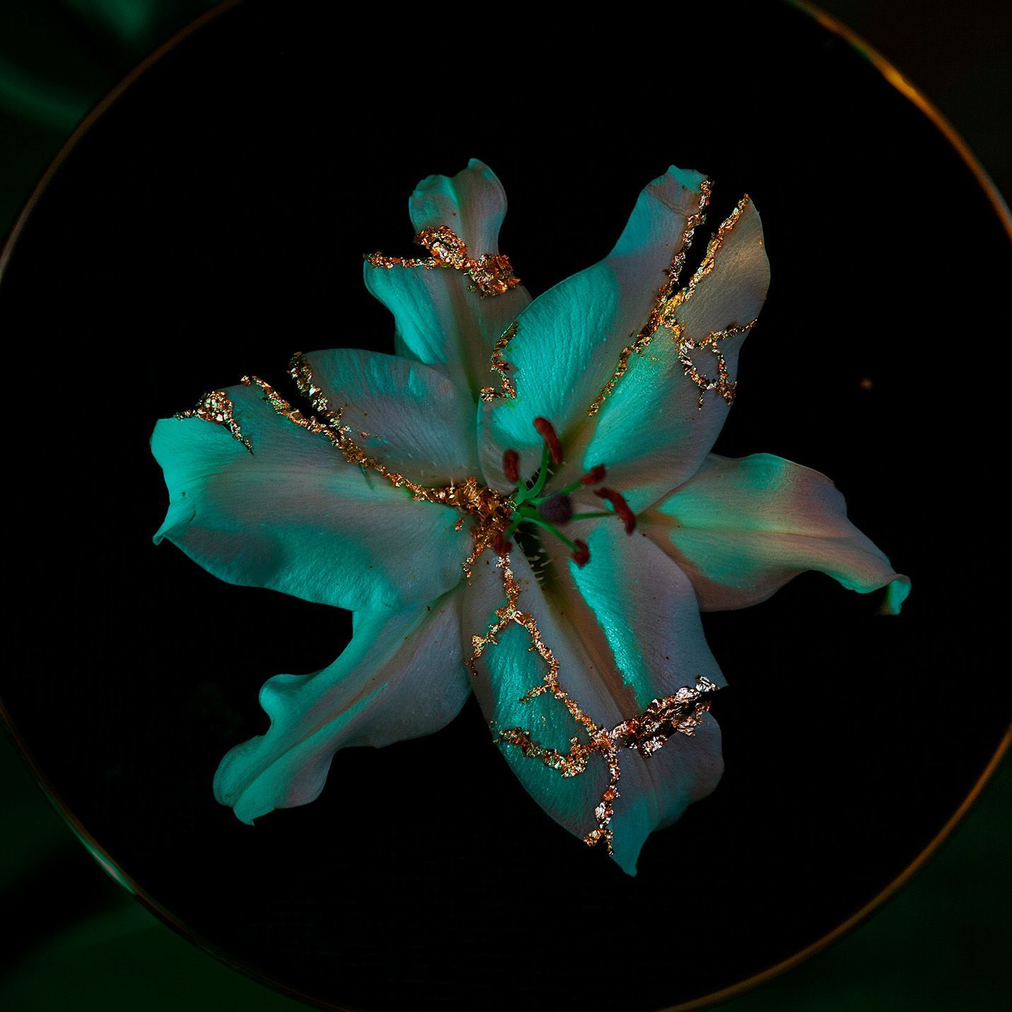 Ethereal turquoise lily with glowing sparkles against black background.