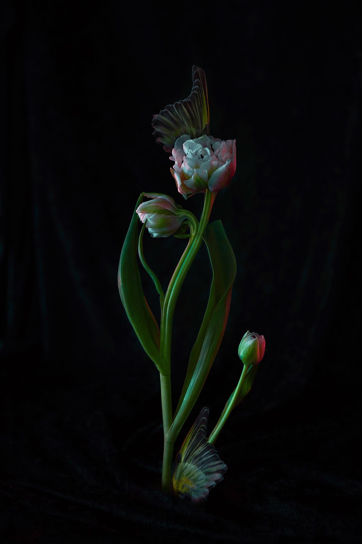 Elegant tulip flower with delicate petals photographed against dark background.