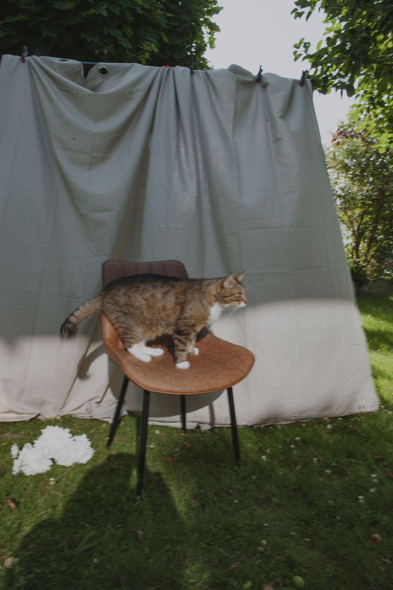 Cat resting on a wooden barstool outdoors next to white sheets hanging on a clothesline on a sunny day.