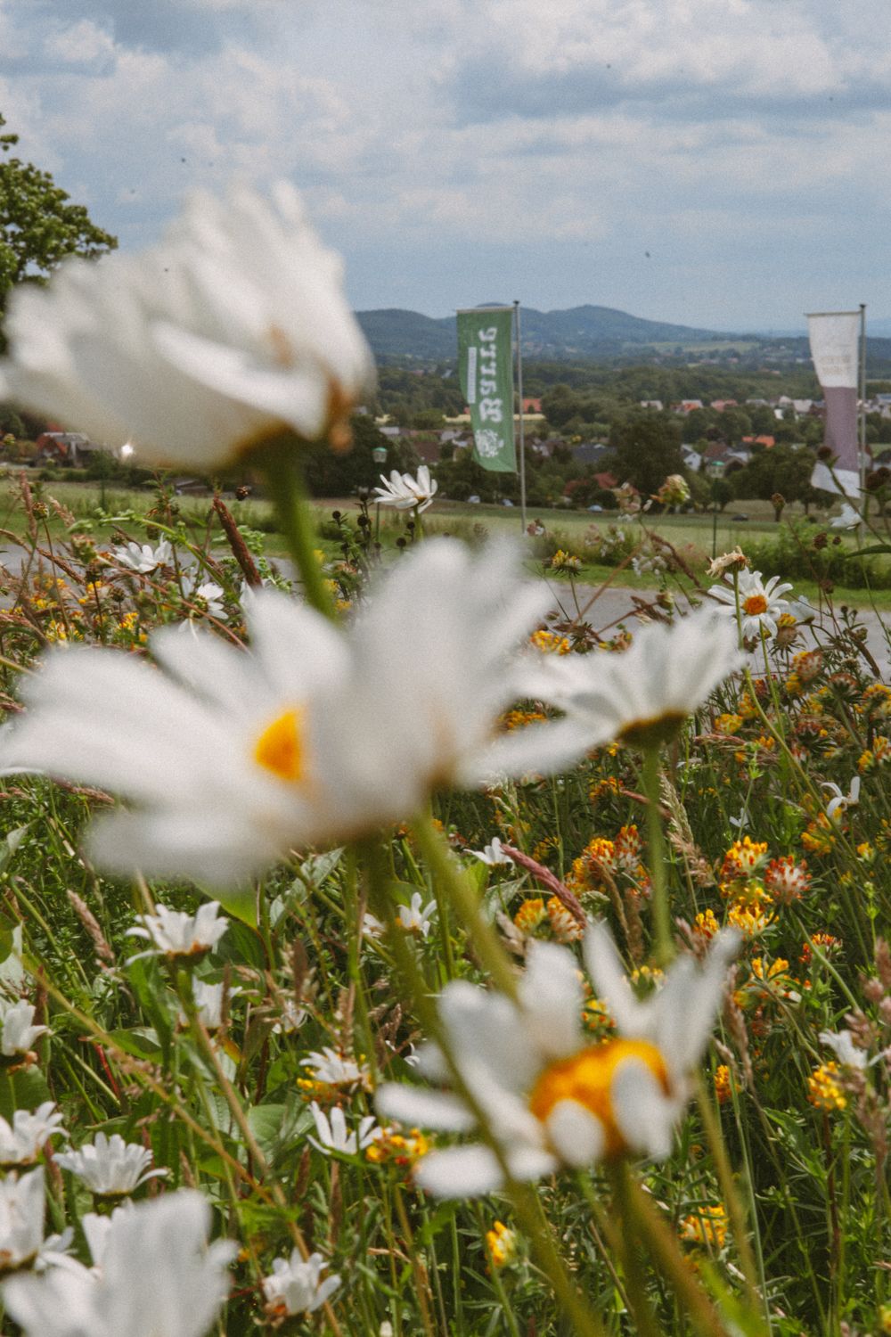 White daisies bloom in a wildflower meadow with mountains and a church steeple visible in the background.