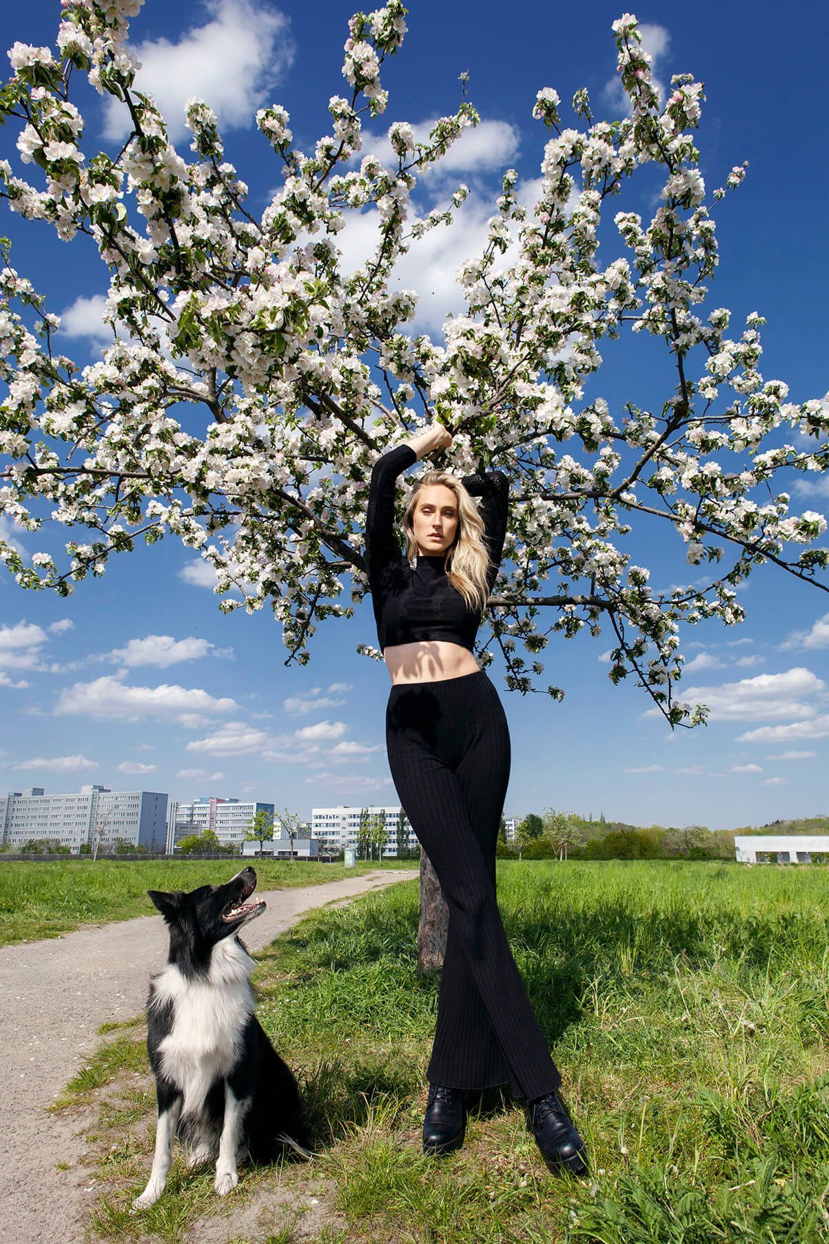 Border collie and person standing in a spring meadow with blooming apple trees and blue sky.