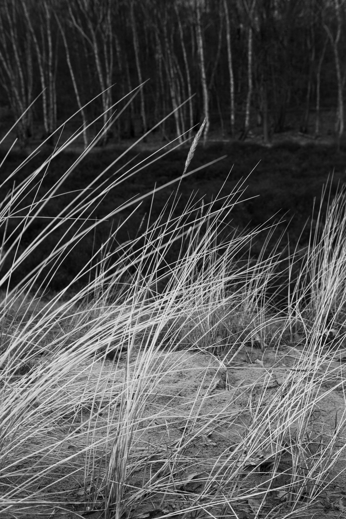 Black and white close-up of windswept beach grass in dramatic lighting.