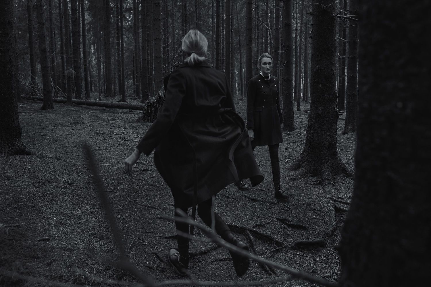 Dark moody forest scene with tall trees creating dramatic shadows.