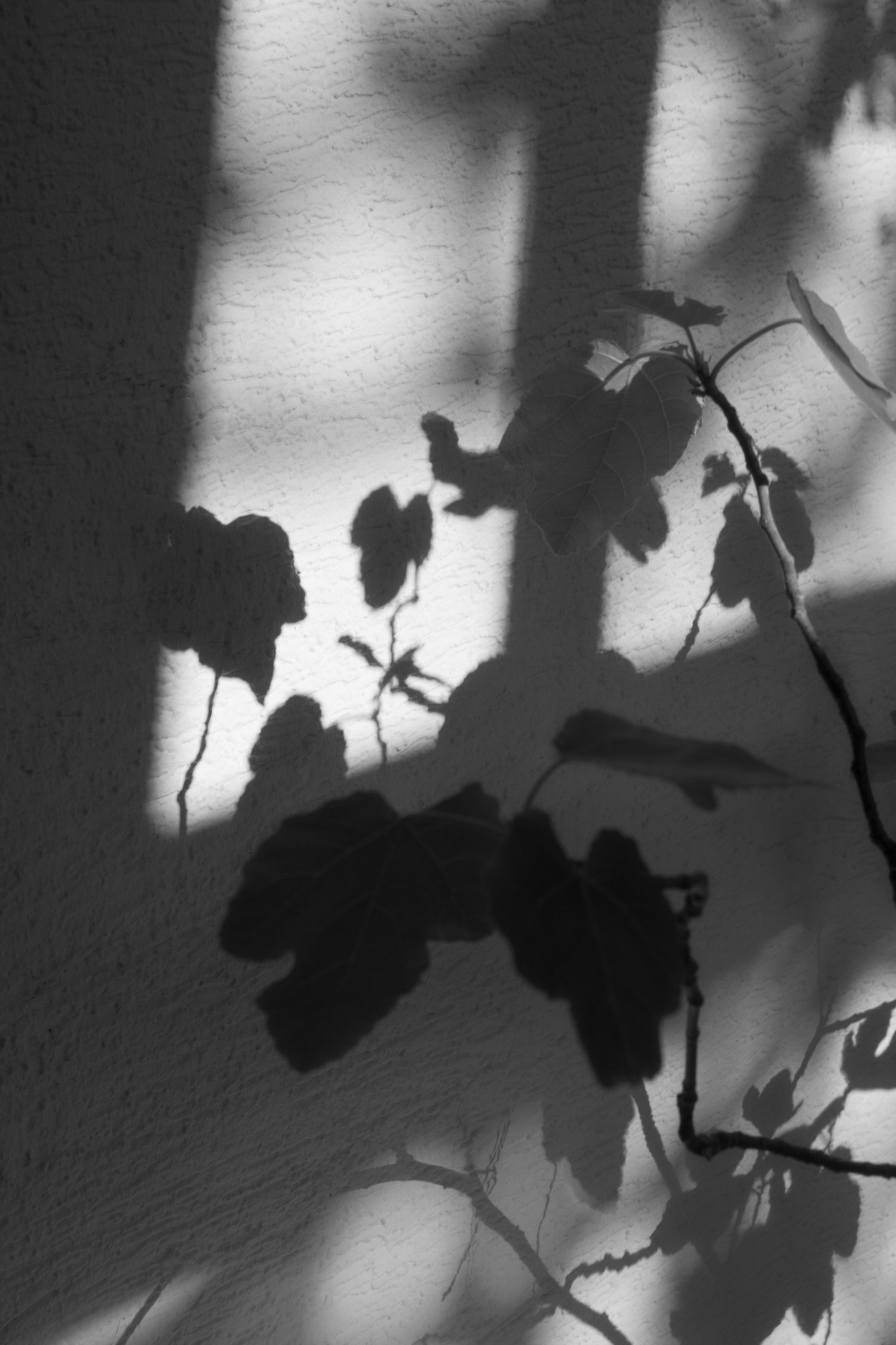 Artistic black and white photo of plant shadows and silhouettes cast on a white wall.