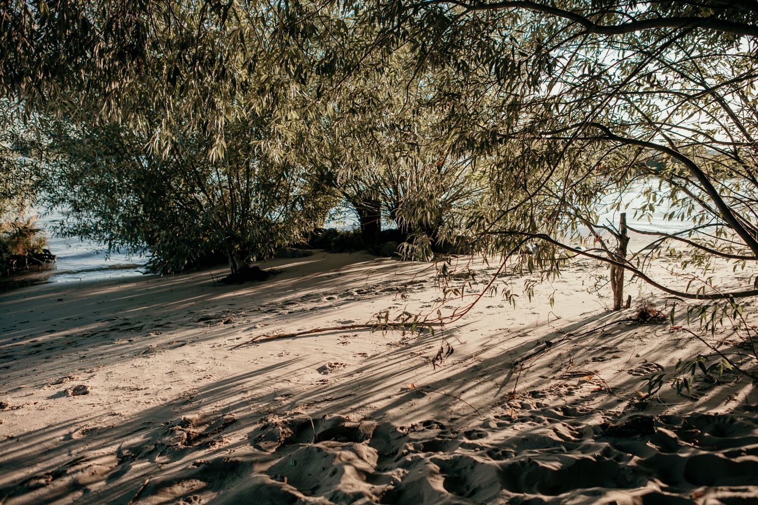 Sandy beach path winds through trees casting dramatic shadows.