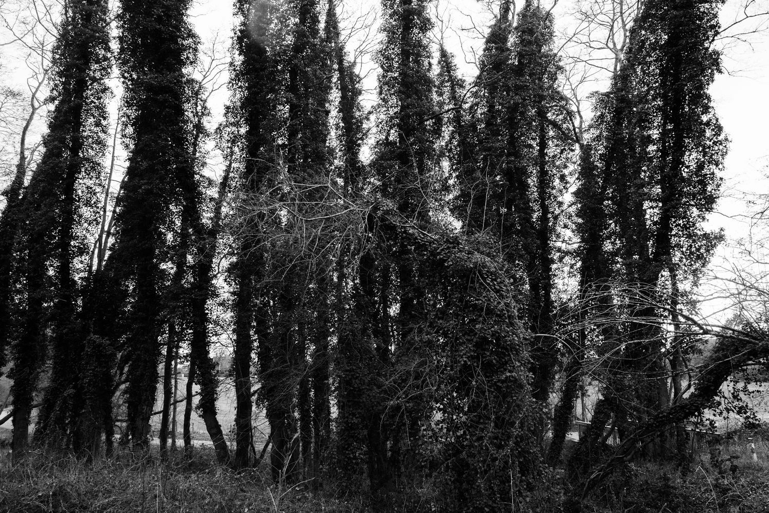 Dark silhouettes of tall trees in a moody black and white forest landscape.