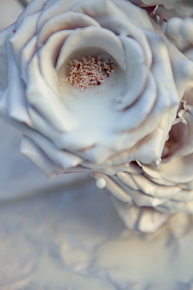 Macro photograph of a delicate white rose with soft petals and subtle pink center.