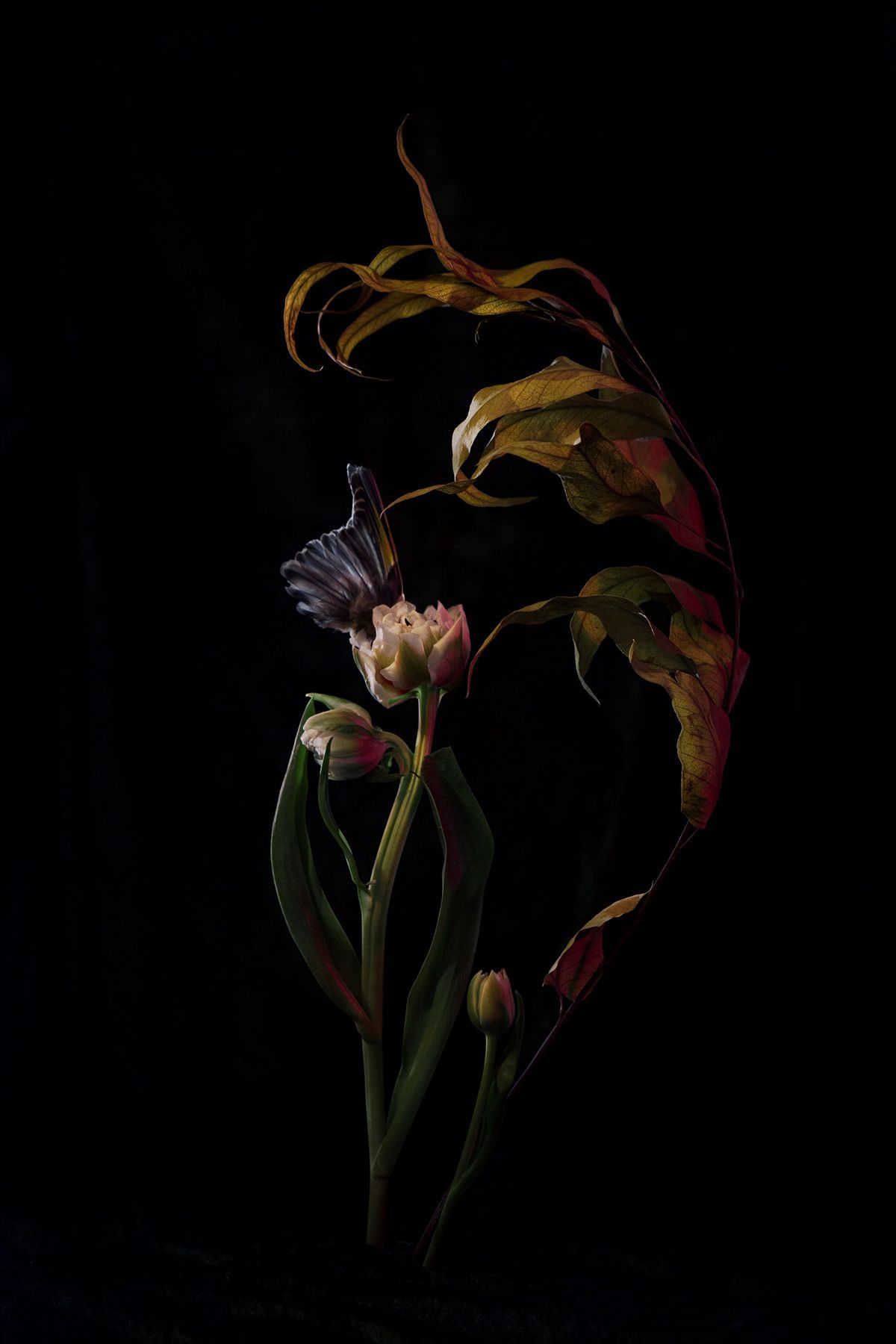 Dramatic dark floral composition with wilting leaves and blooms against black background.
