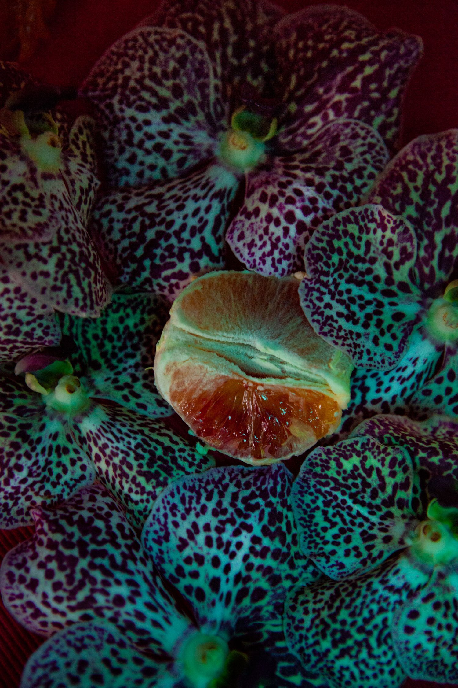 Macro shot of spotted purple orchids surrounding a halved citrus fruit with vibrant turquoise lighting.