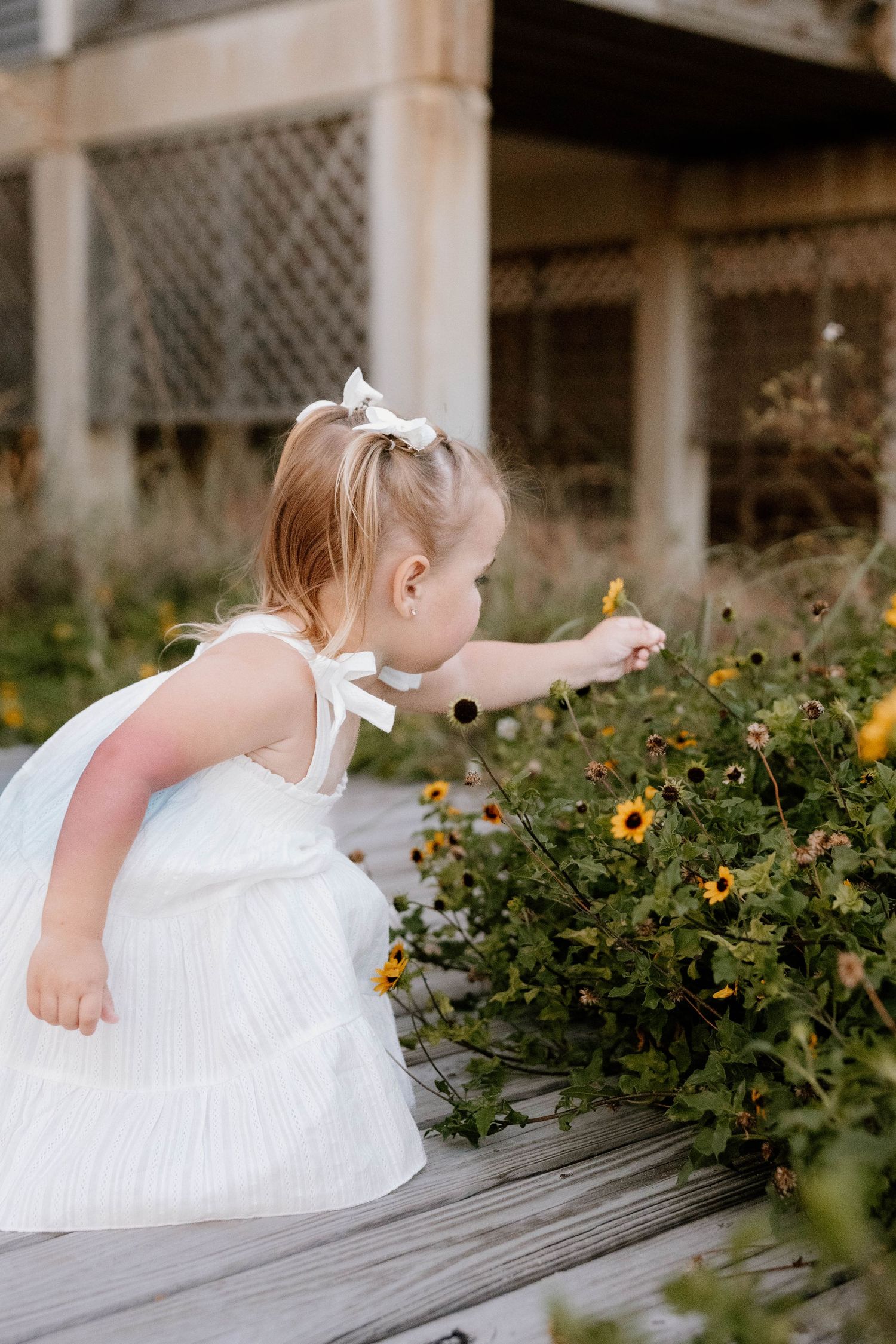 A toddler girl in a white dress with bow reaches for yellow wildflowers on a wooden boardwalk.