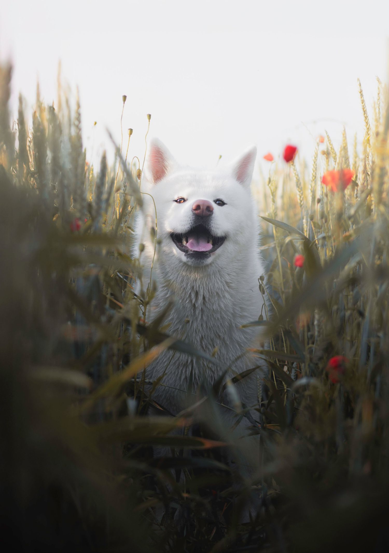 Chien au pelage épais et coloré dans un cadre naturel breton dans un champ de coquelicots
