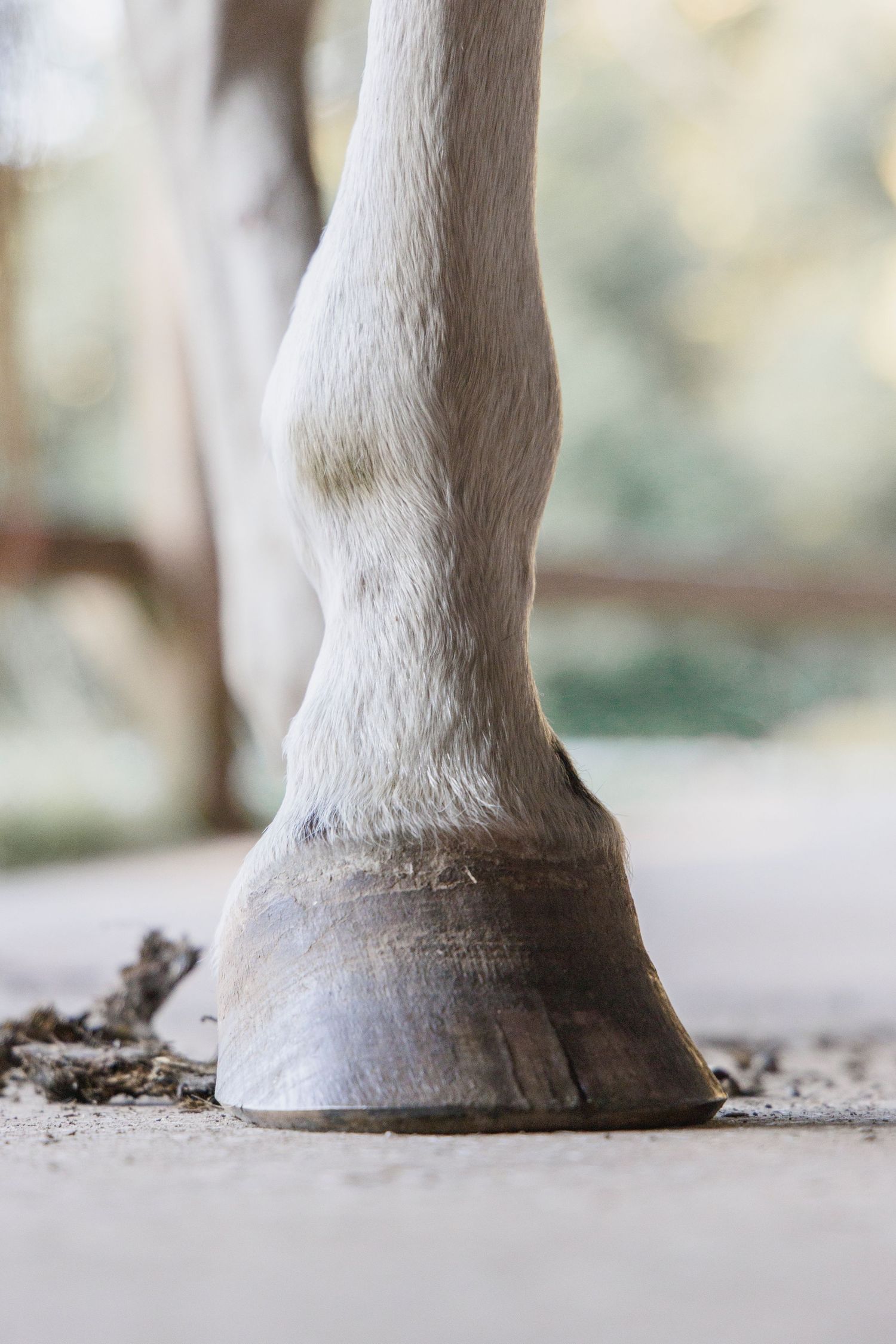 Photographie de cheval et cavalier lors d’un entraînement en plein air