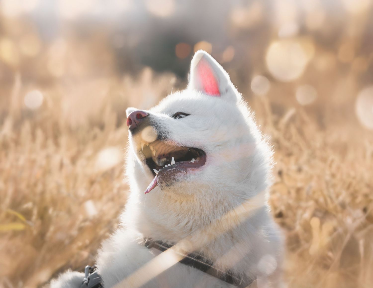 Chien allongé sur l’herbe avec arrière-plan naturel breton
