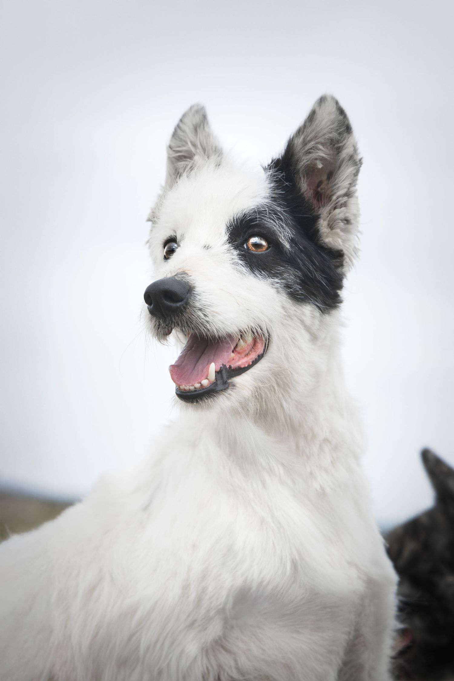 photographe chien bretagne
