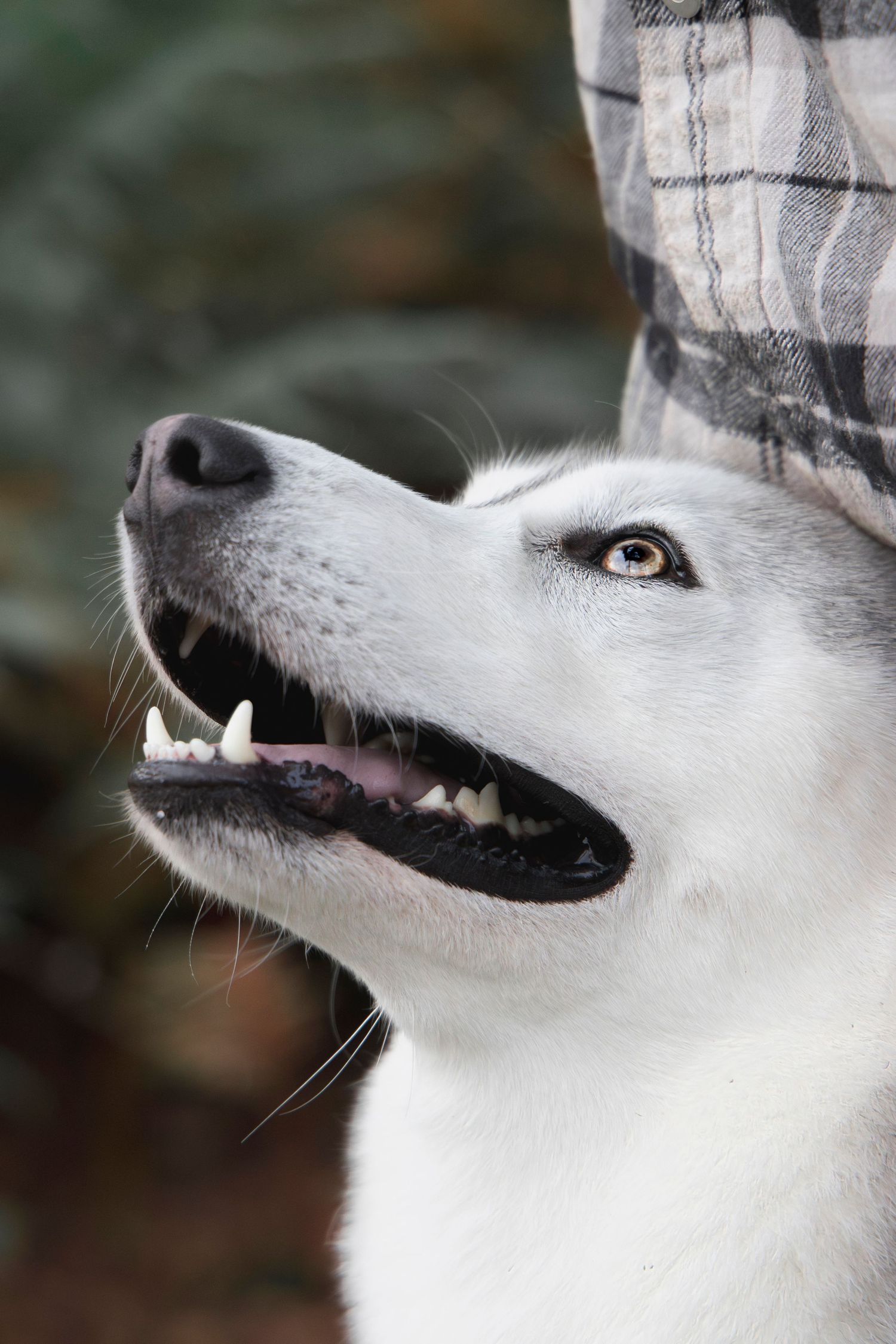 photographe chien chevaux