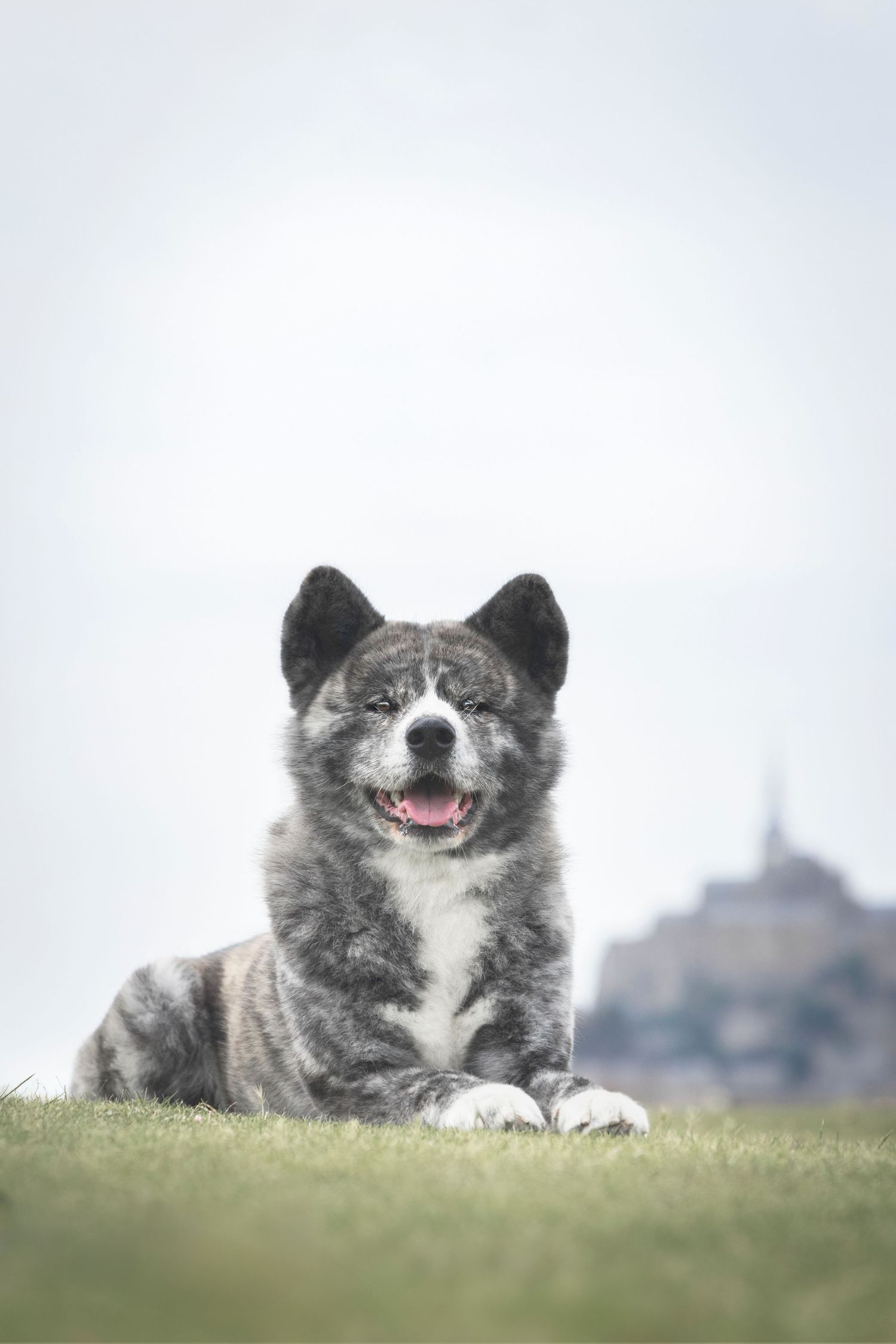 photographe chien bretagne