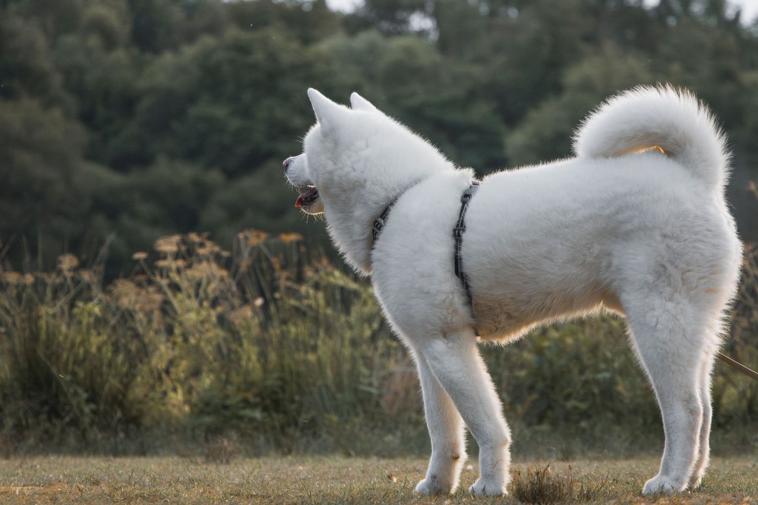 Portrait d’un chien majestueux au regard profond en extérieur