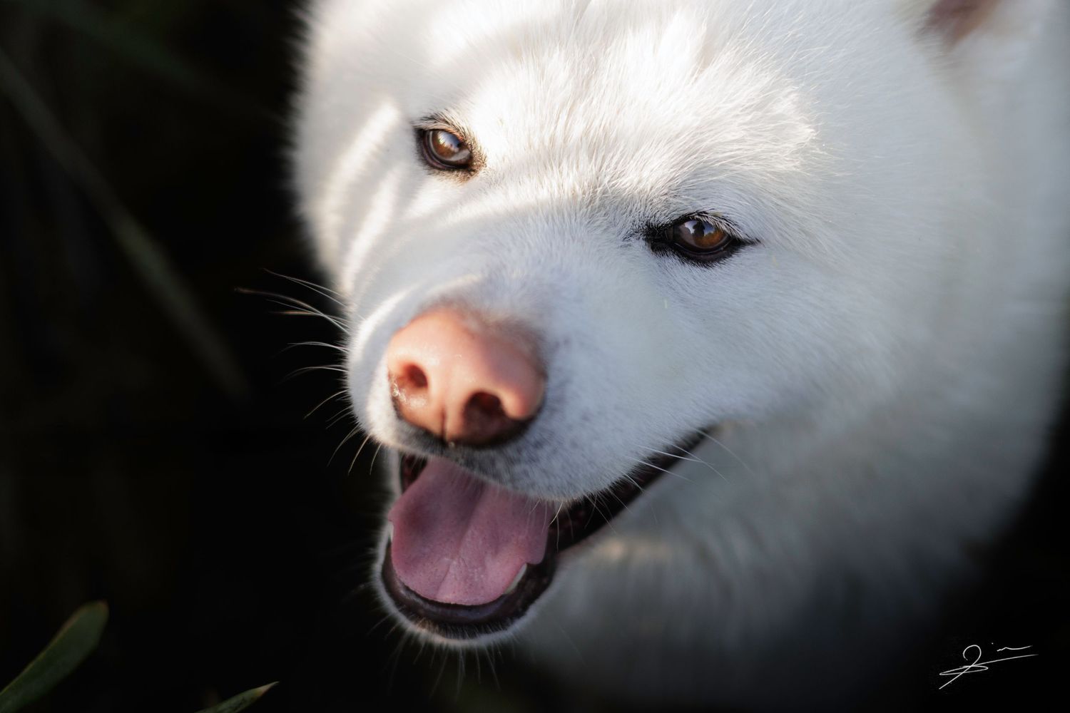 Chien au pelage épais et coloré dans un cadre naturel breton