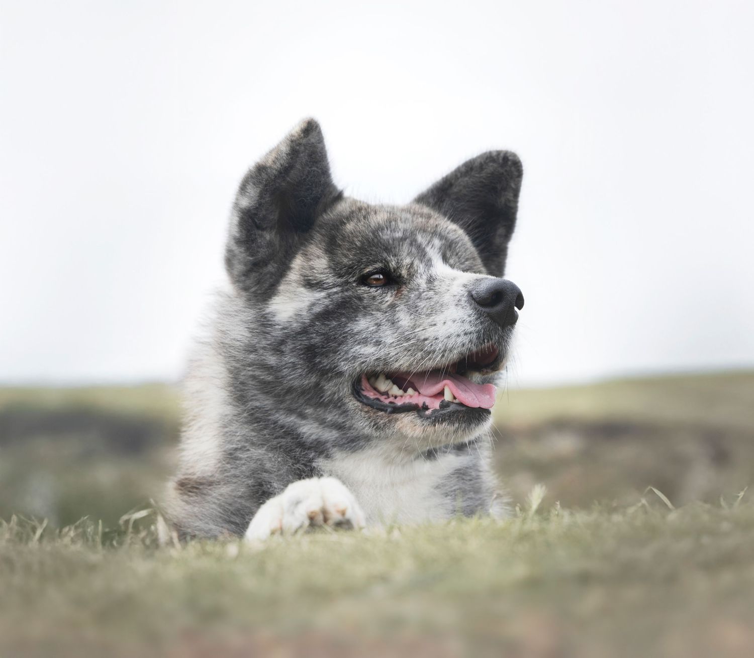 Photographe chien ille et vilaine