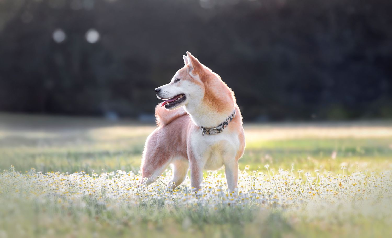 Chien en mouvement lors d’une séance canine en extérieur en Bretagne