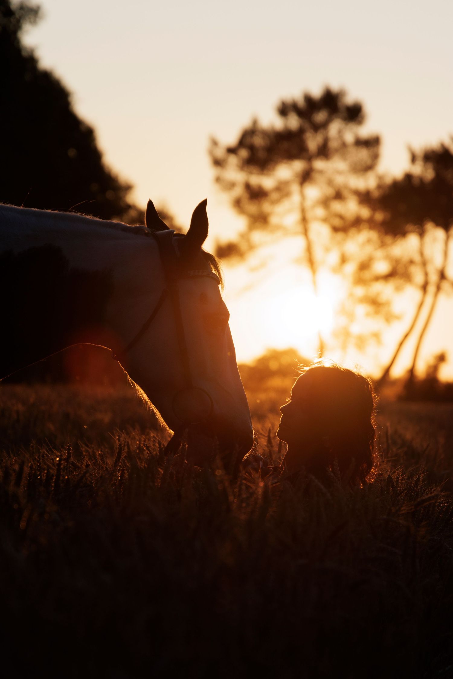 Photographie artistique de cheval et cavalière en lumière dorée