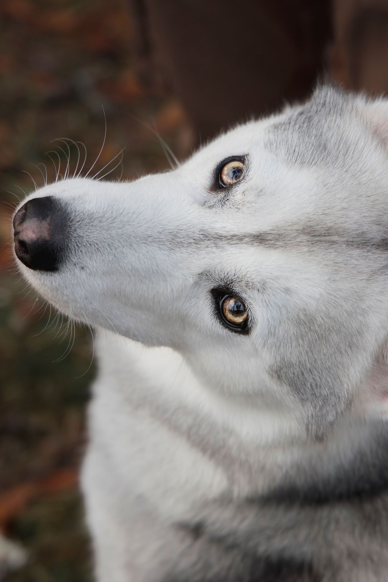 photographe chien chevaux