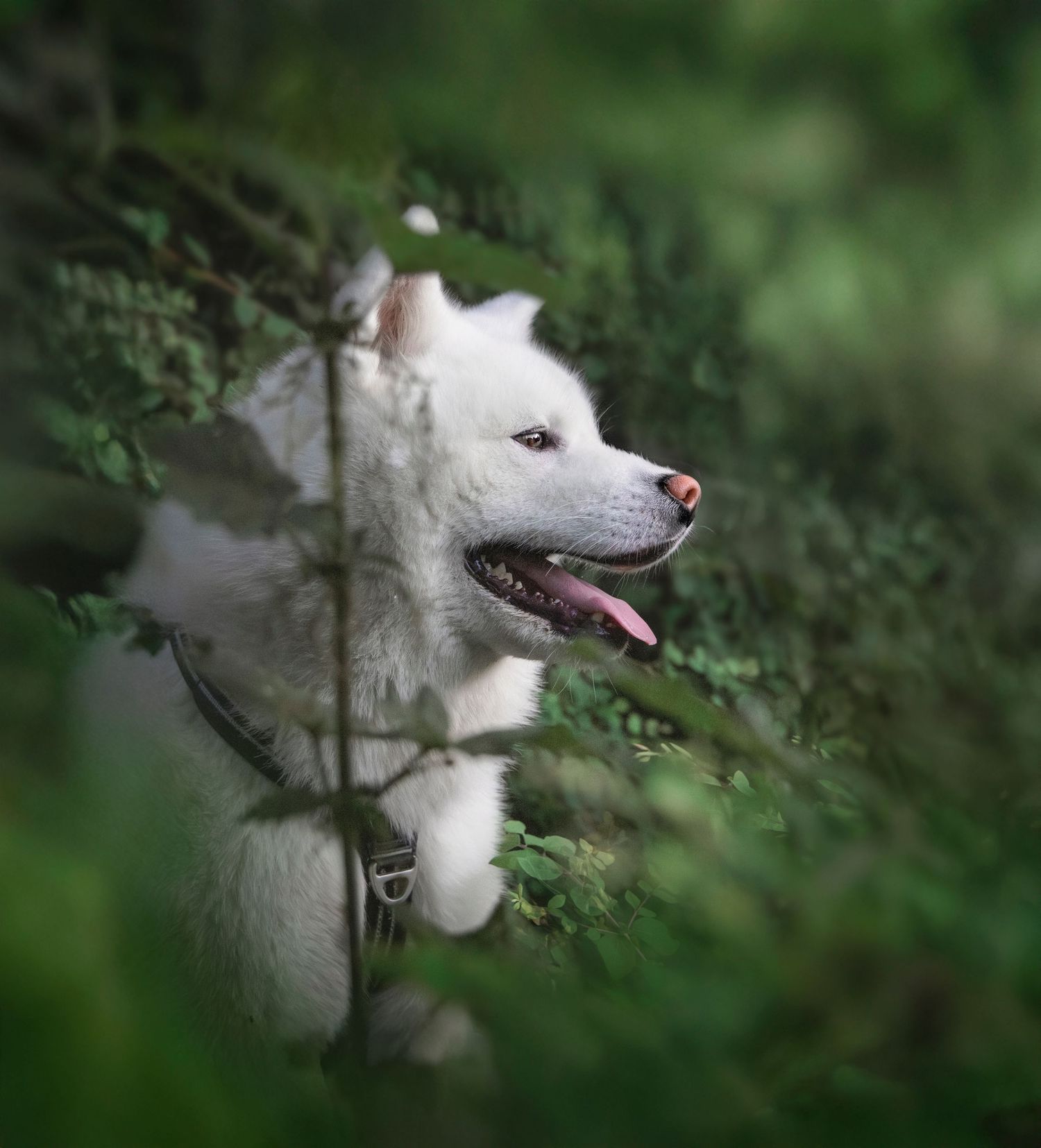 Portrait naturel d’un chien attentif dans un jardin en Bretagne