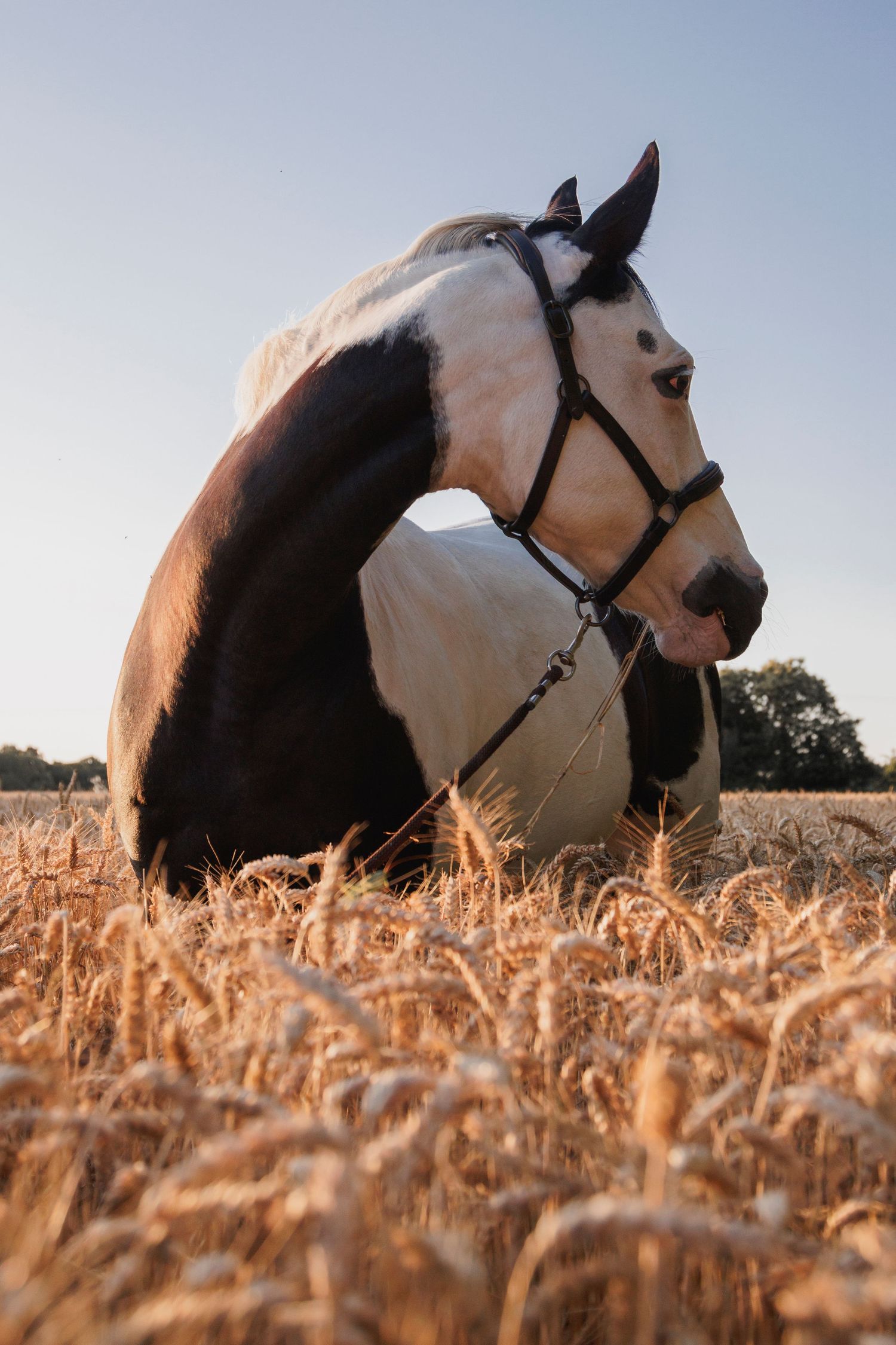 Portrait artistique d’un cheval dans un cadre bucolique en Bretagne