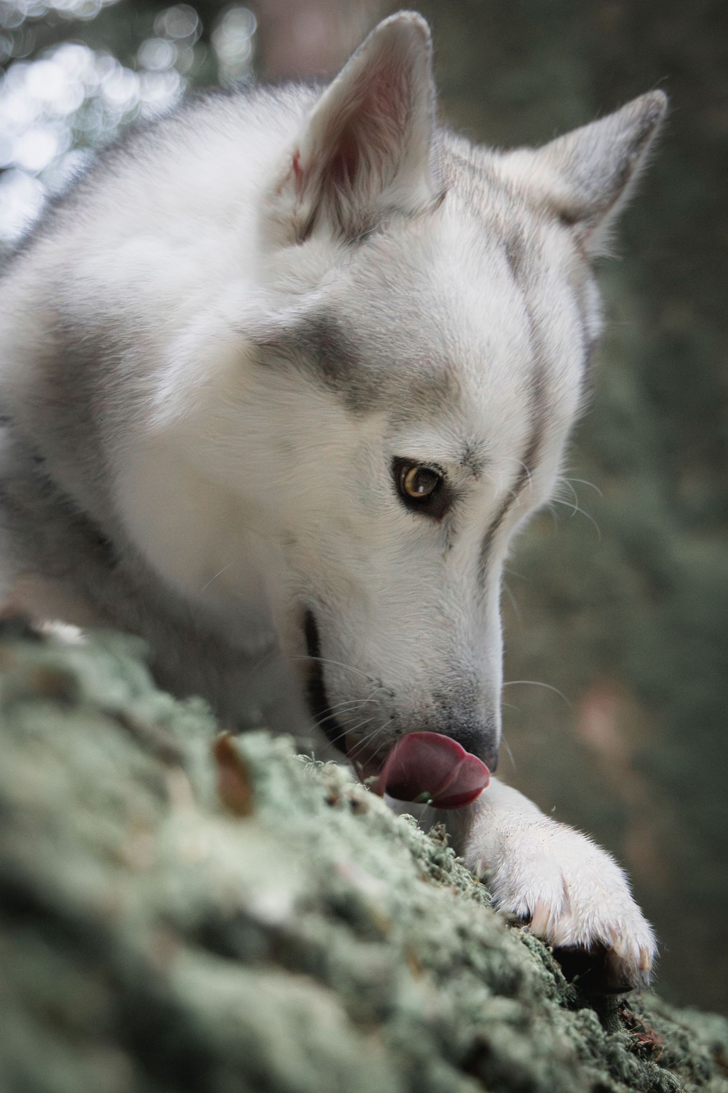 photographe chien chevaux