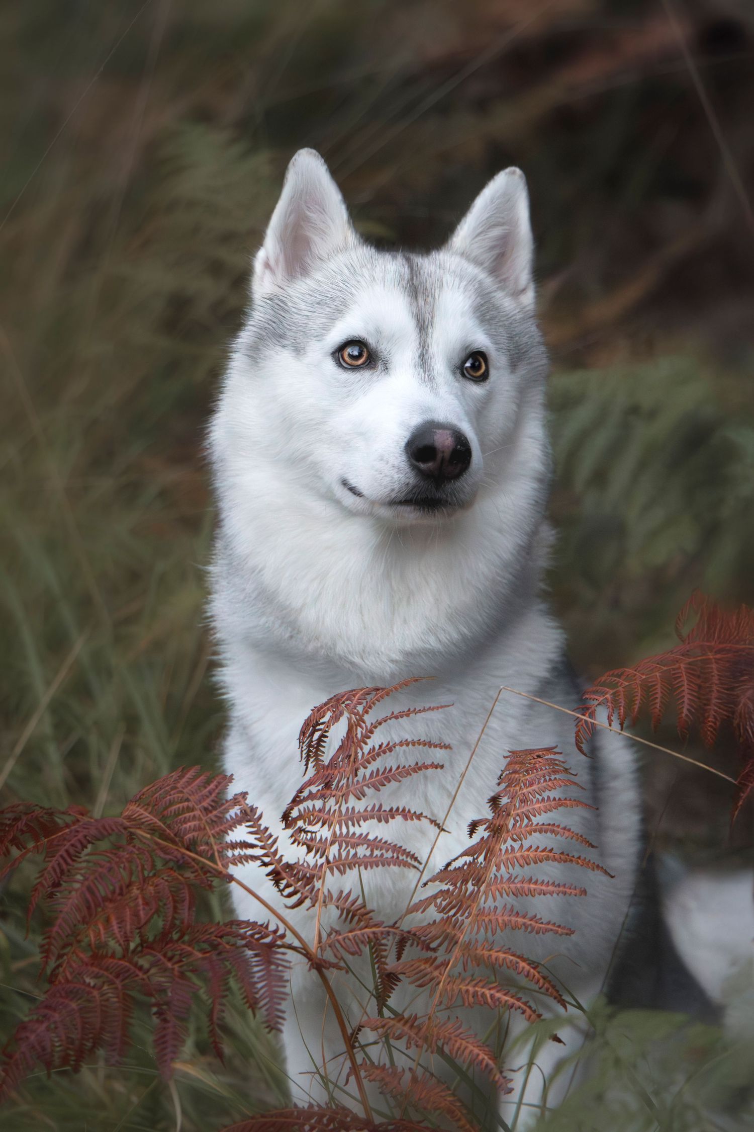 photographe chien chevaux