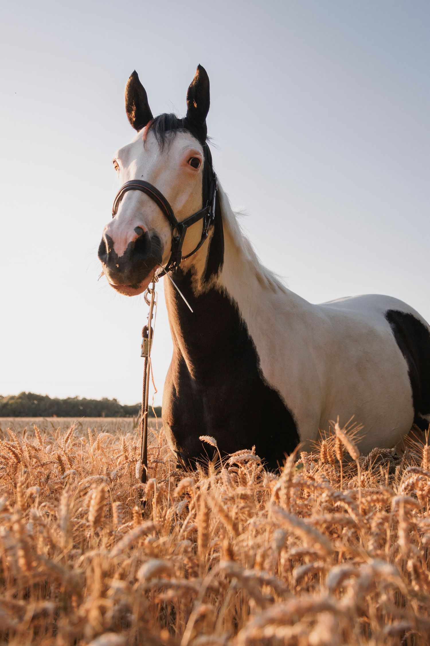 Cavalière en tenue traditionnelle bretonne avec son cheval au coucher du soleil
