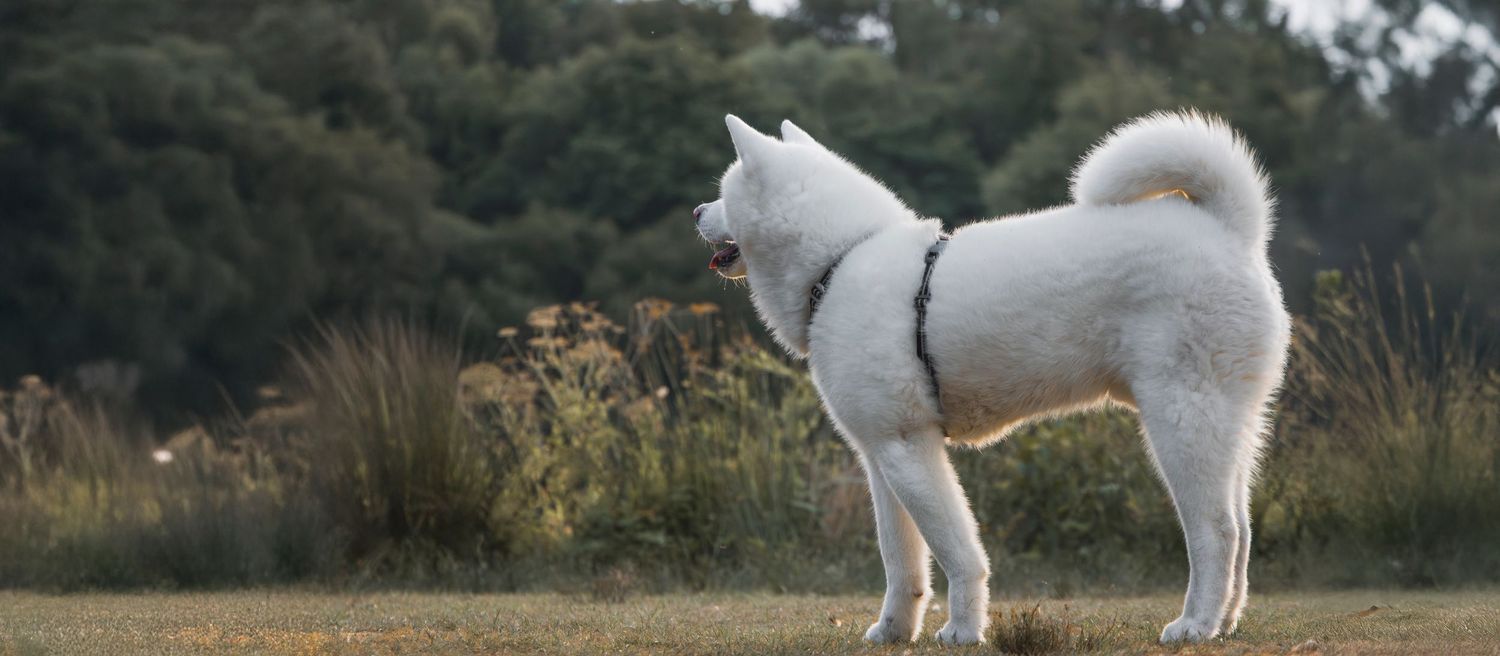 Chien calme et attentif lors d’une promenade en forêt bretonne
