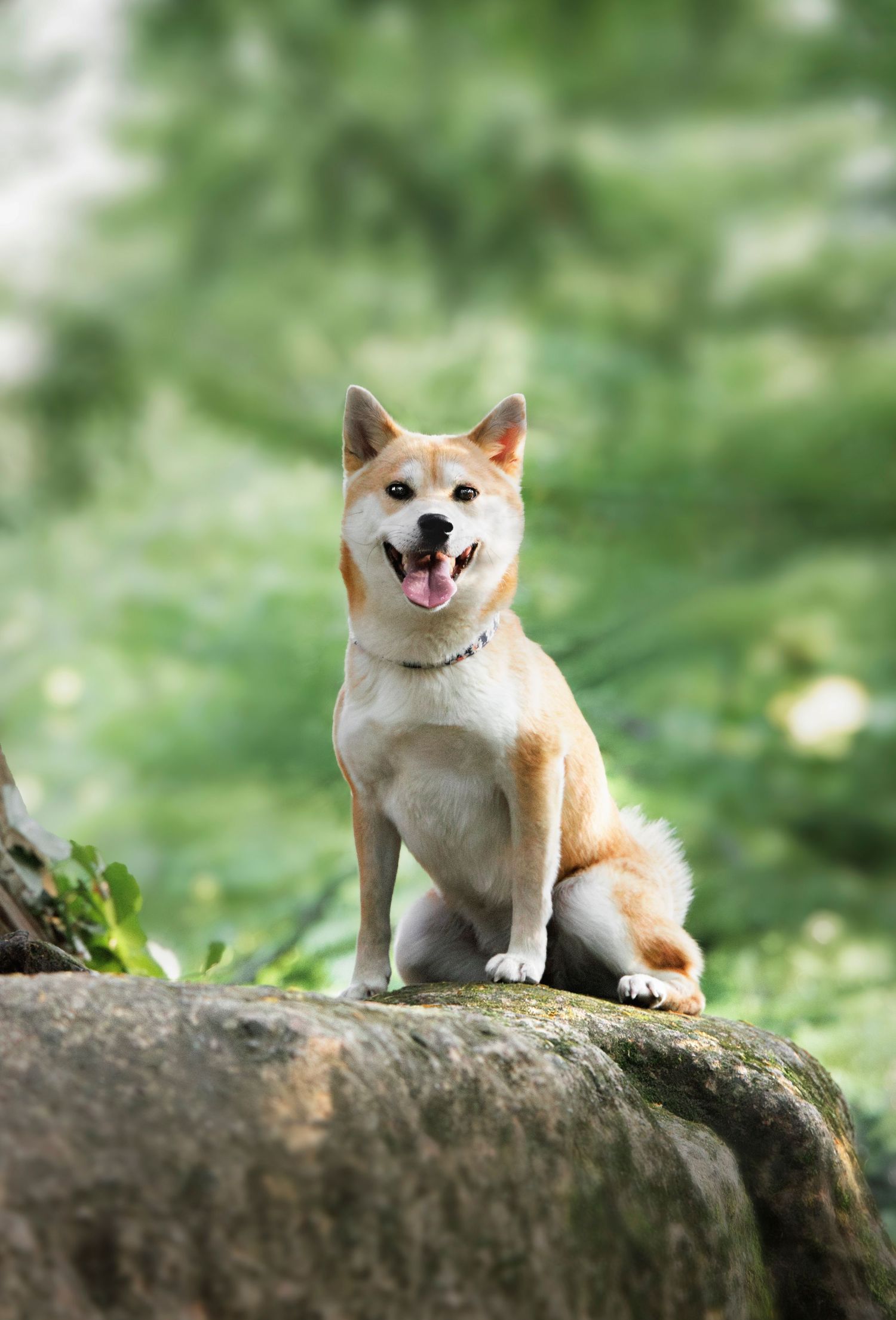 Photo d'une shiba à Rennes dans une forêt