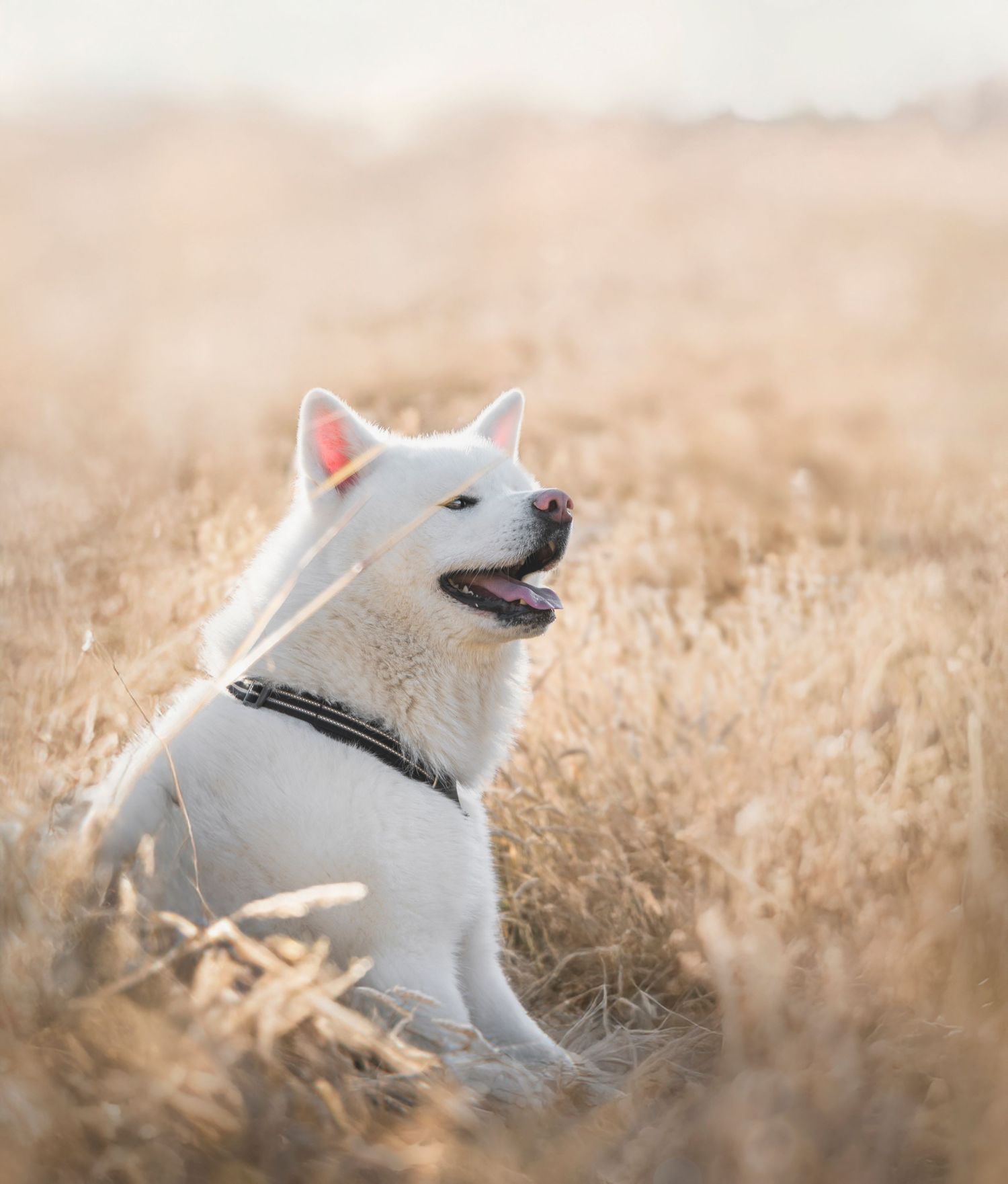 Portrait expressif de chien lors d’une séance photo lifestyle en Bretagne