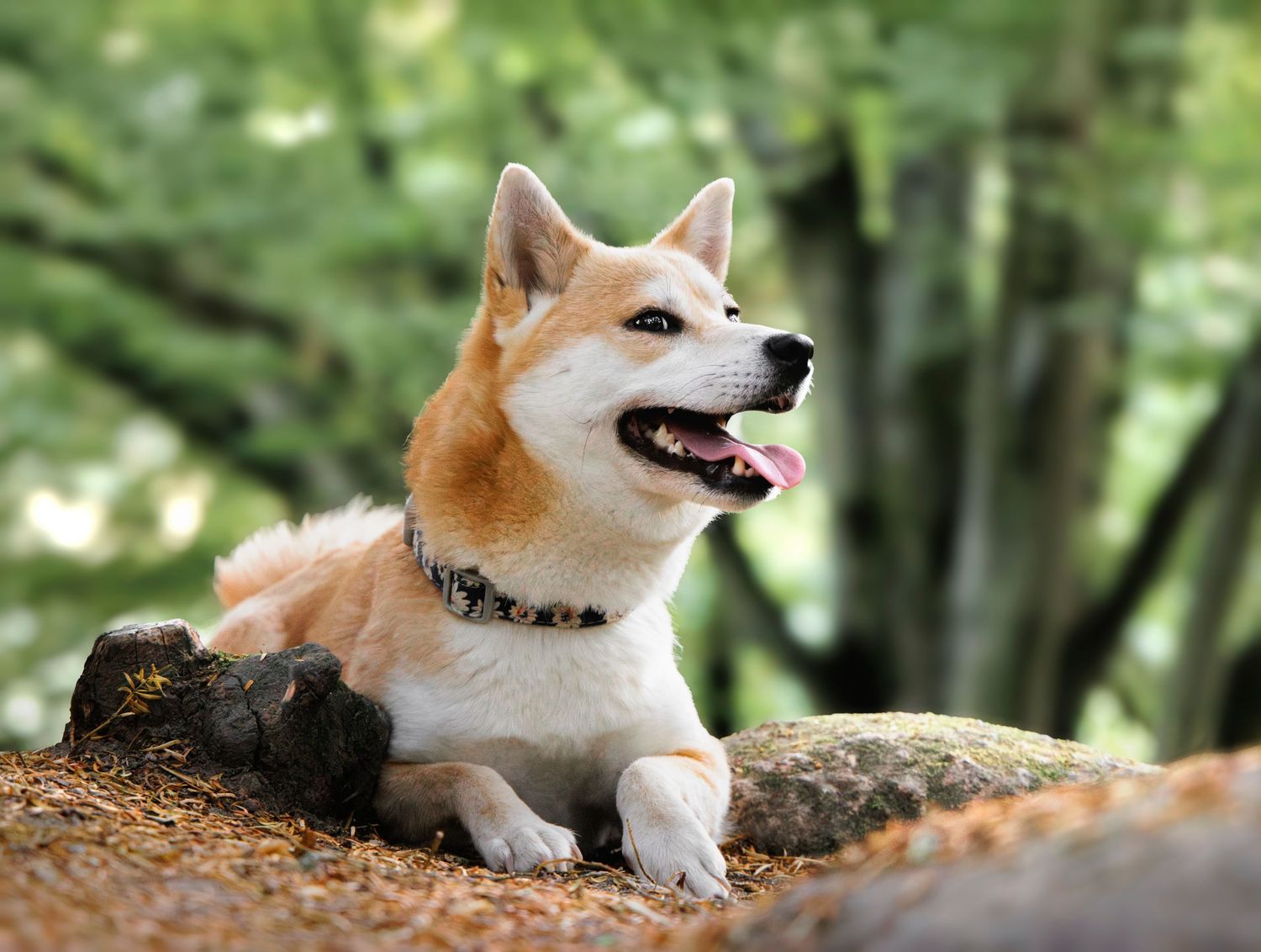 Photographe animalier spécialisé en chien, séance en lumière dorée