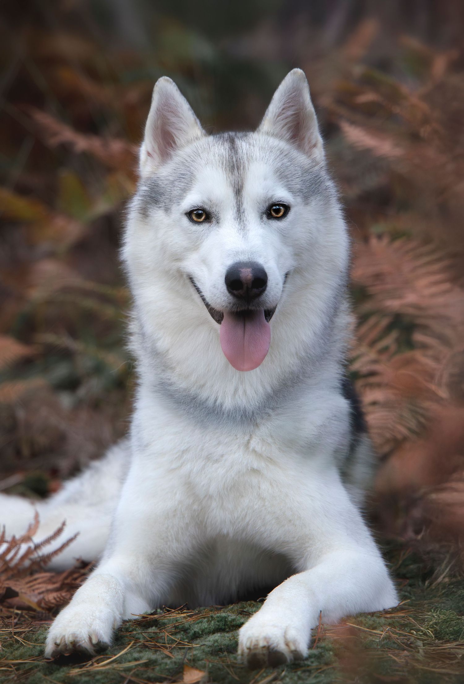 photographe chien chevaux