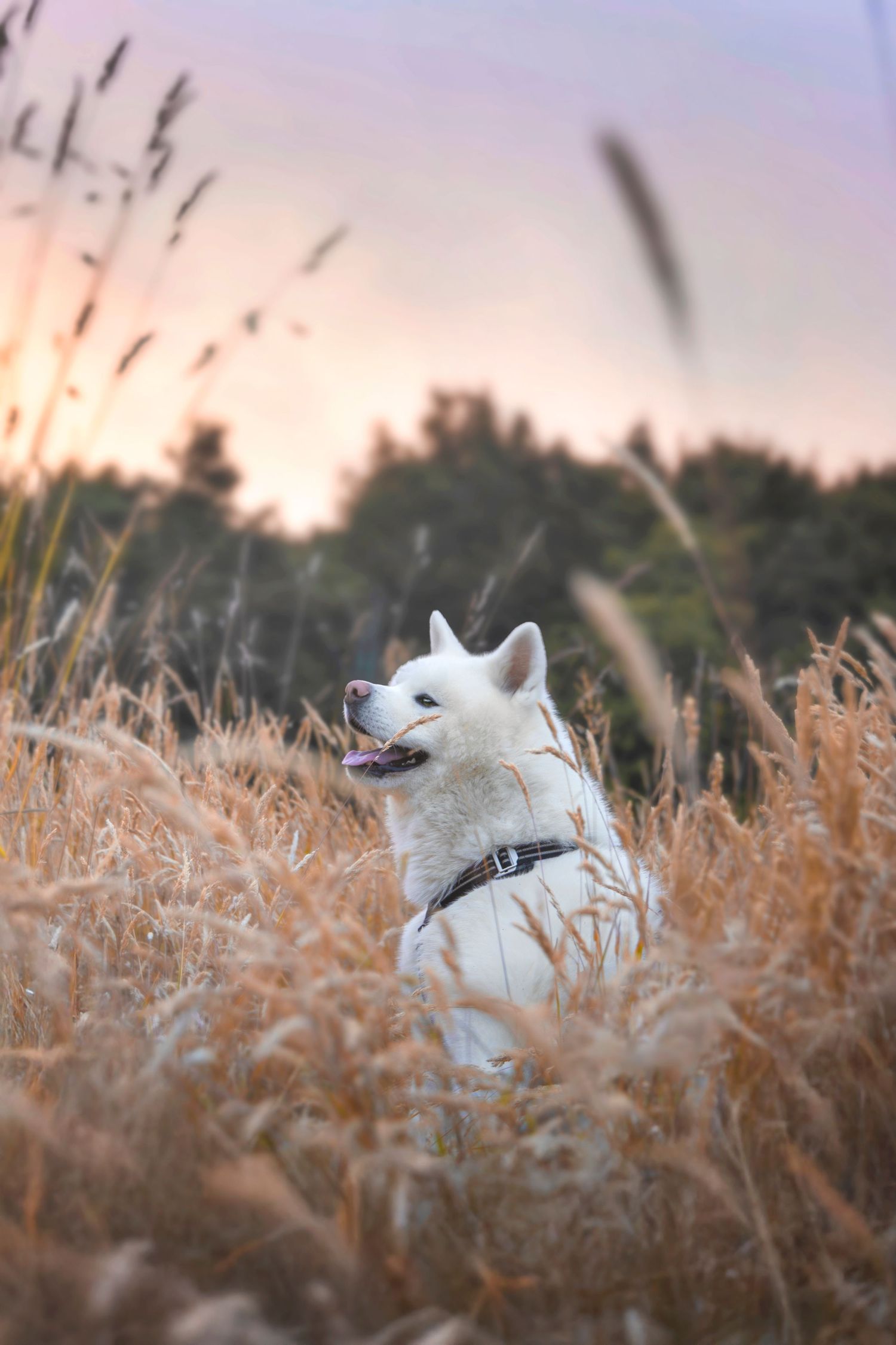 Séance photo canine au lever du soleil, ambiance dorée en Bretagne