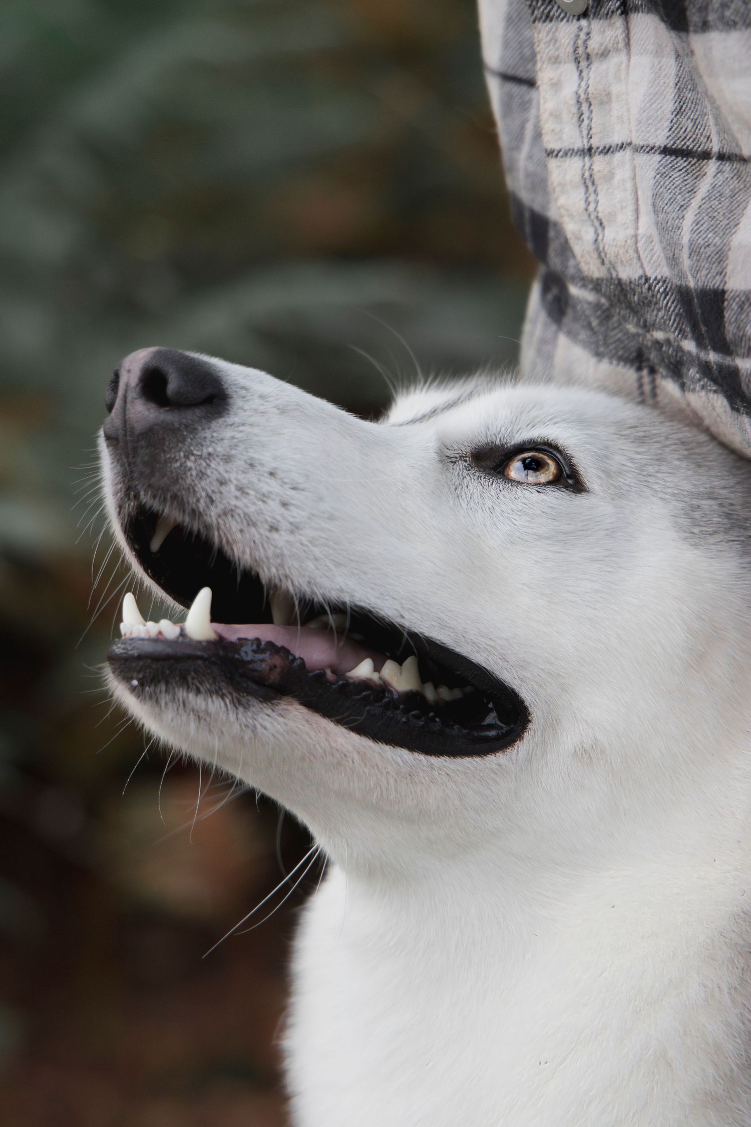 photographe chien chevaux