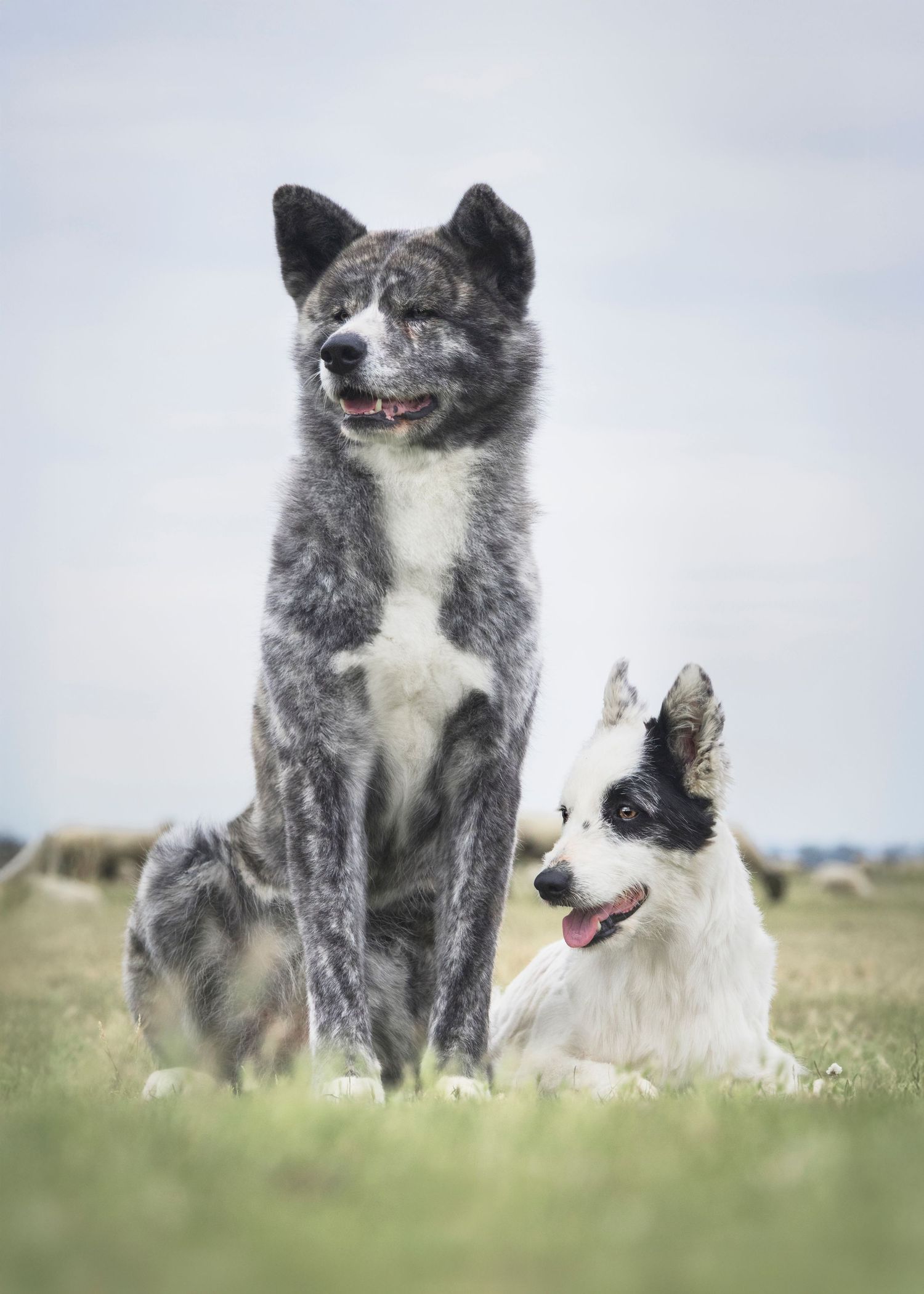 photographe chien bretagne