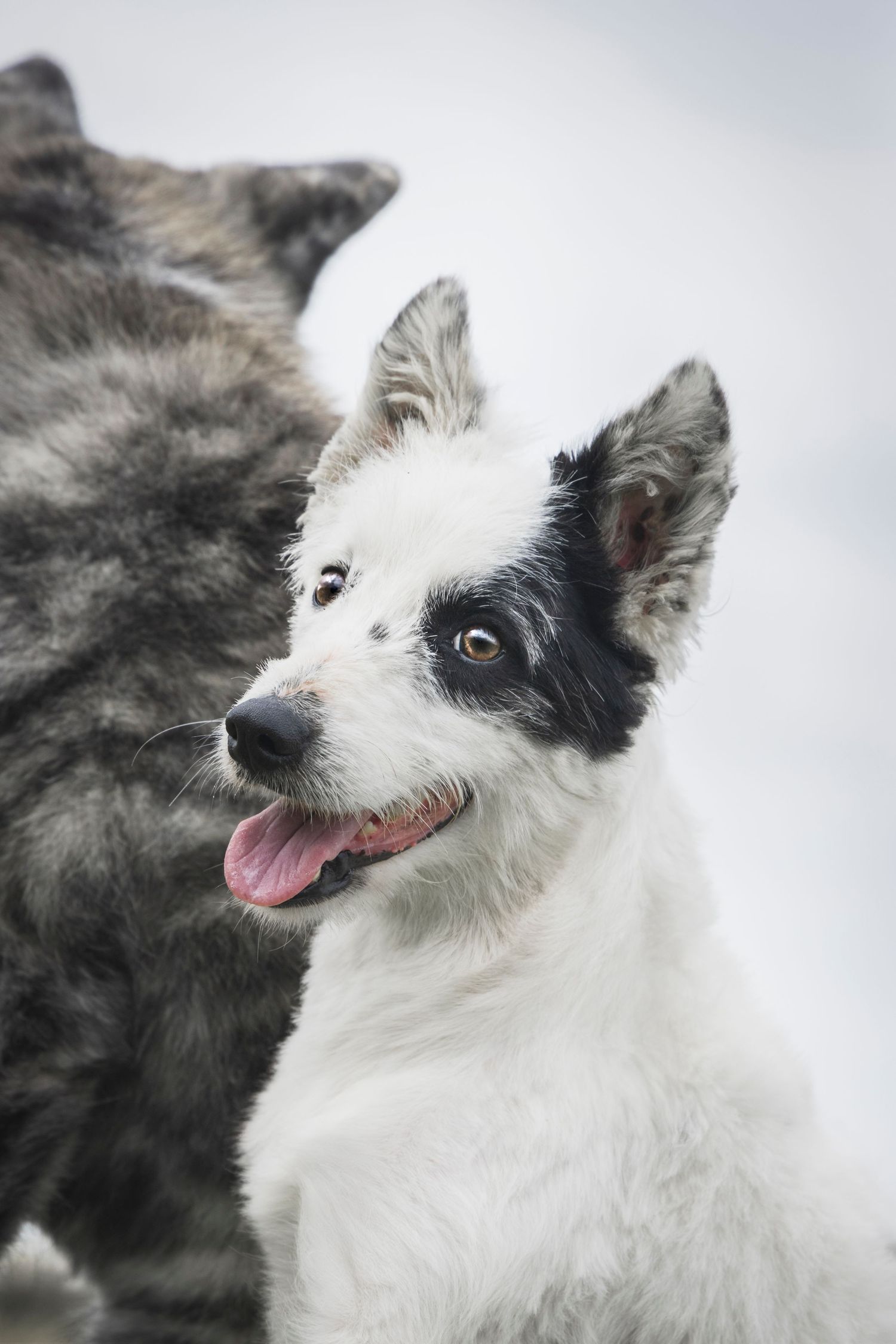 photographe chien bretagne
