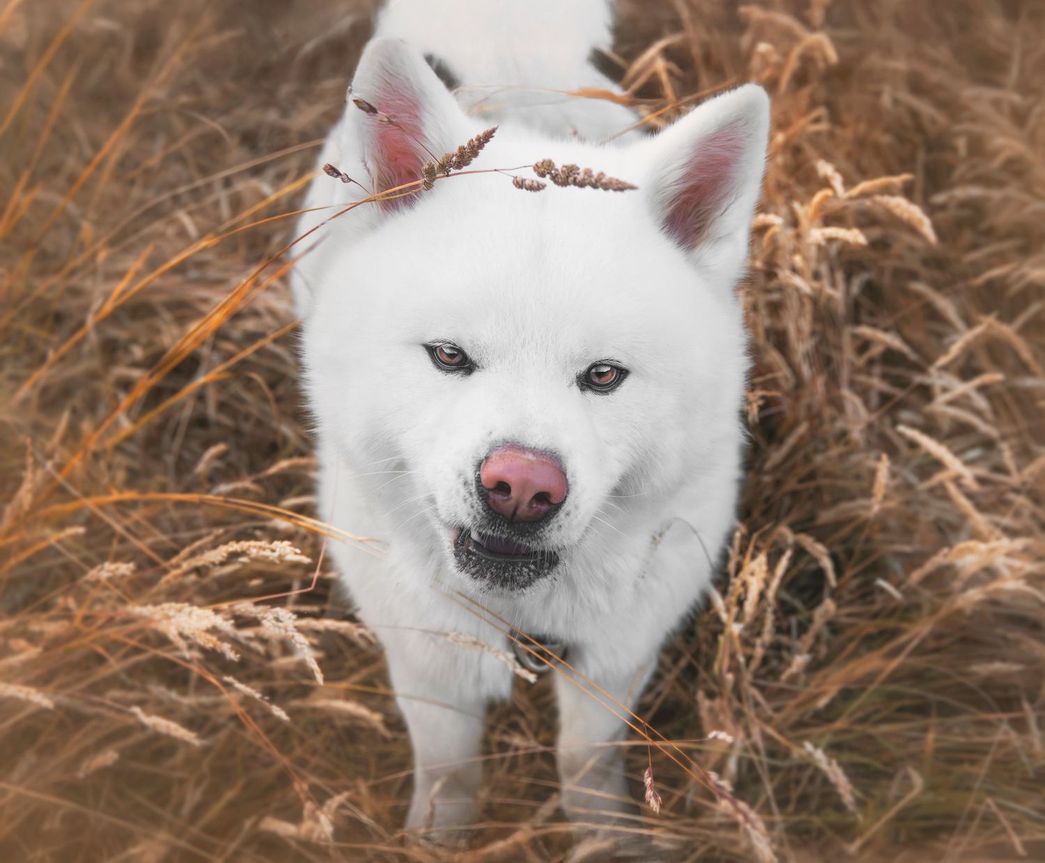 Séance photo chien akita inu bretagne