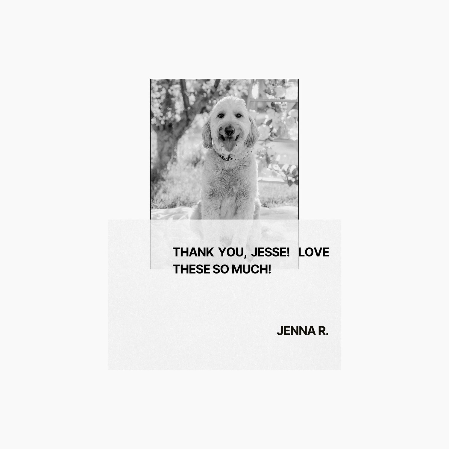 Client review graphic featuring a pet photography session in Billings, Montana with a testimonial from Jenna R.